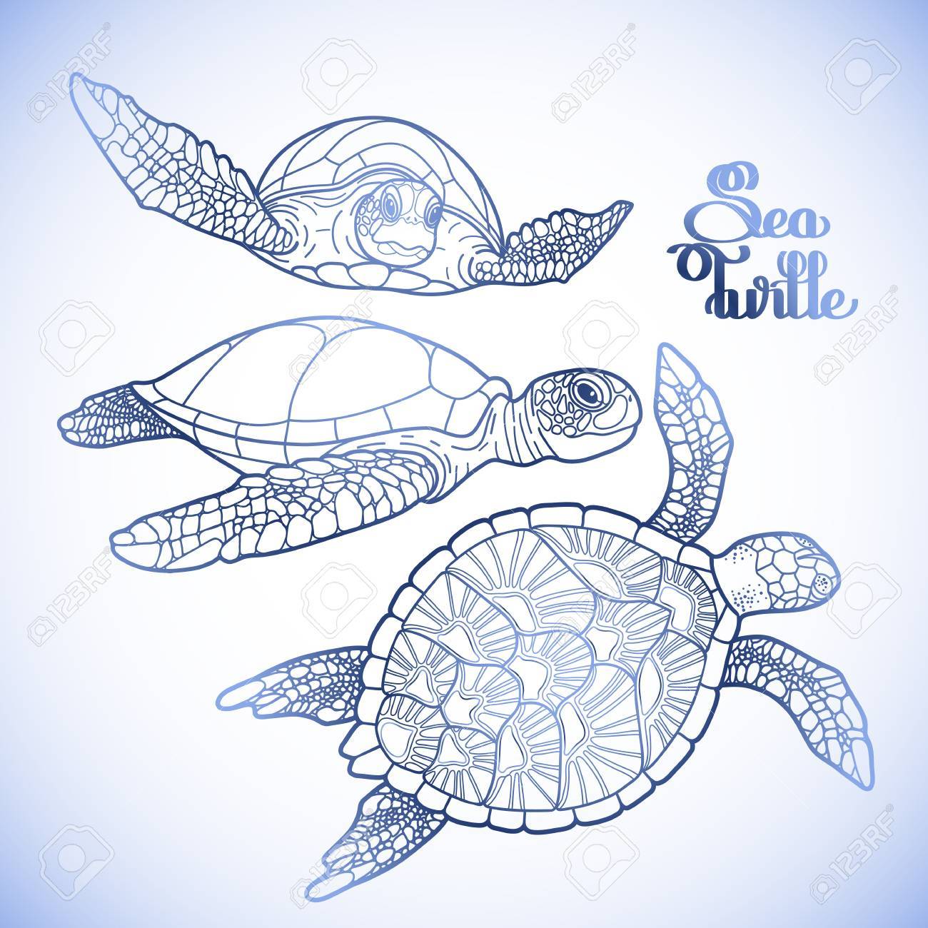 Graphic Hawksbill Sea Turtle Collection Drawn In Line Art Style - Graphic Hawksbill Sea Turtle Collection Drawn In Line Art Style