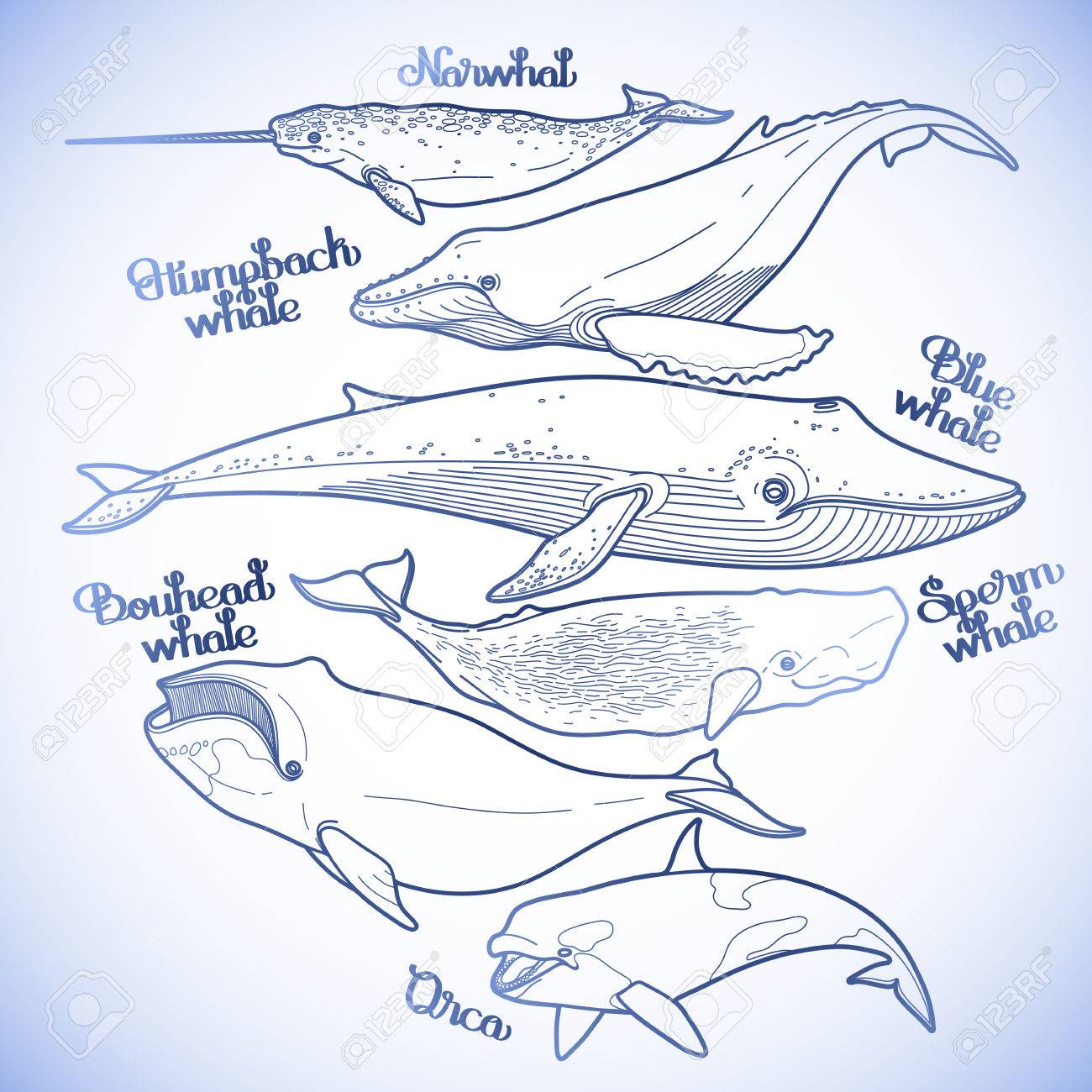 グラフィックのコレクションはクジラに孤立した白い背景です 青い色の巨大な海のと洋生き物をベクトルします ぬりえブック ページ デザイン のイラスト素材 ベクタ Image