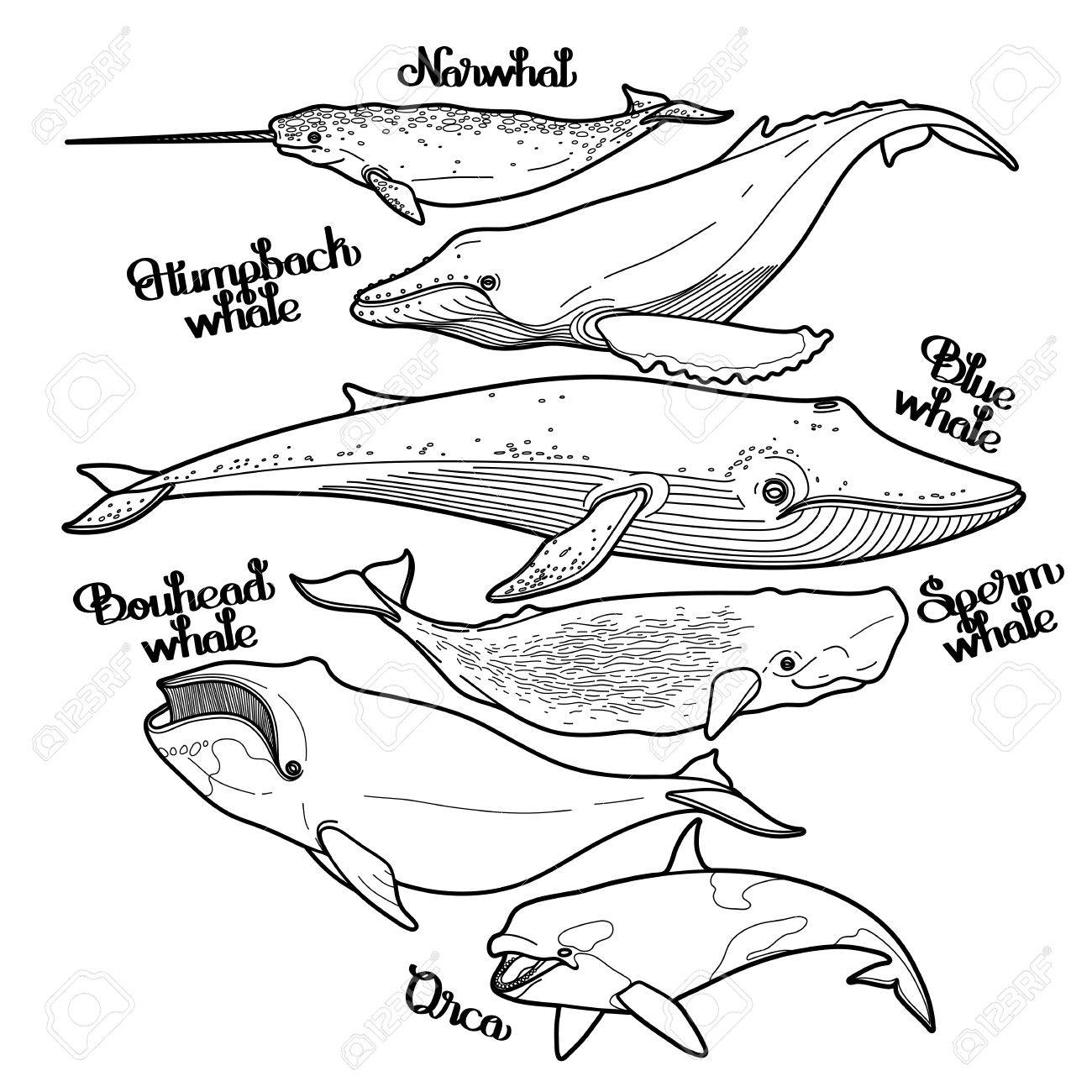 グラフィックのコレクションはクジラに孤立した白い背景です 黒と白の色の巨大な海のと洋生き物をベクトルします ぬりえブック ページ デザイン のイラスト素材 ベクタ Image グラフィックのコレクションはクジラに孤立した白い背景です 黒と白の色の巨大な海のと洋生き物をベクトルします ぬりえブック ページ デザイン のイラスト素材 ベクタ Image