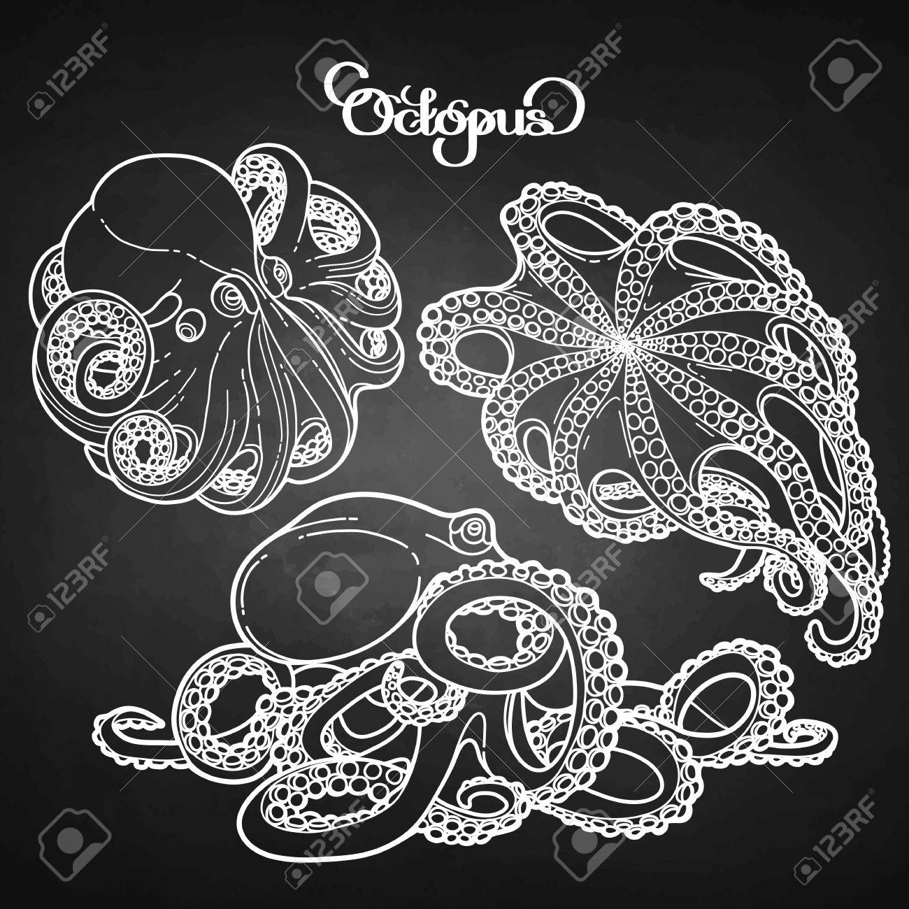 Graphic Octopus Drawn In A Line Art Style Sea Vector Collection Ocean Creatures Isolated