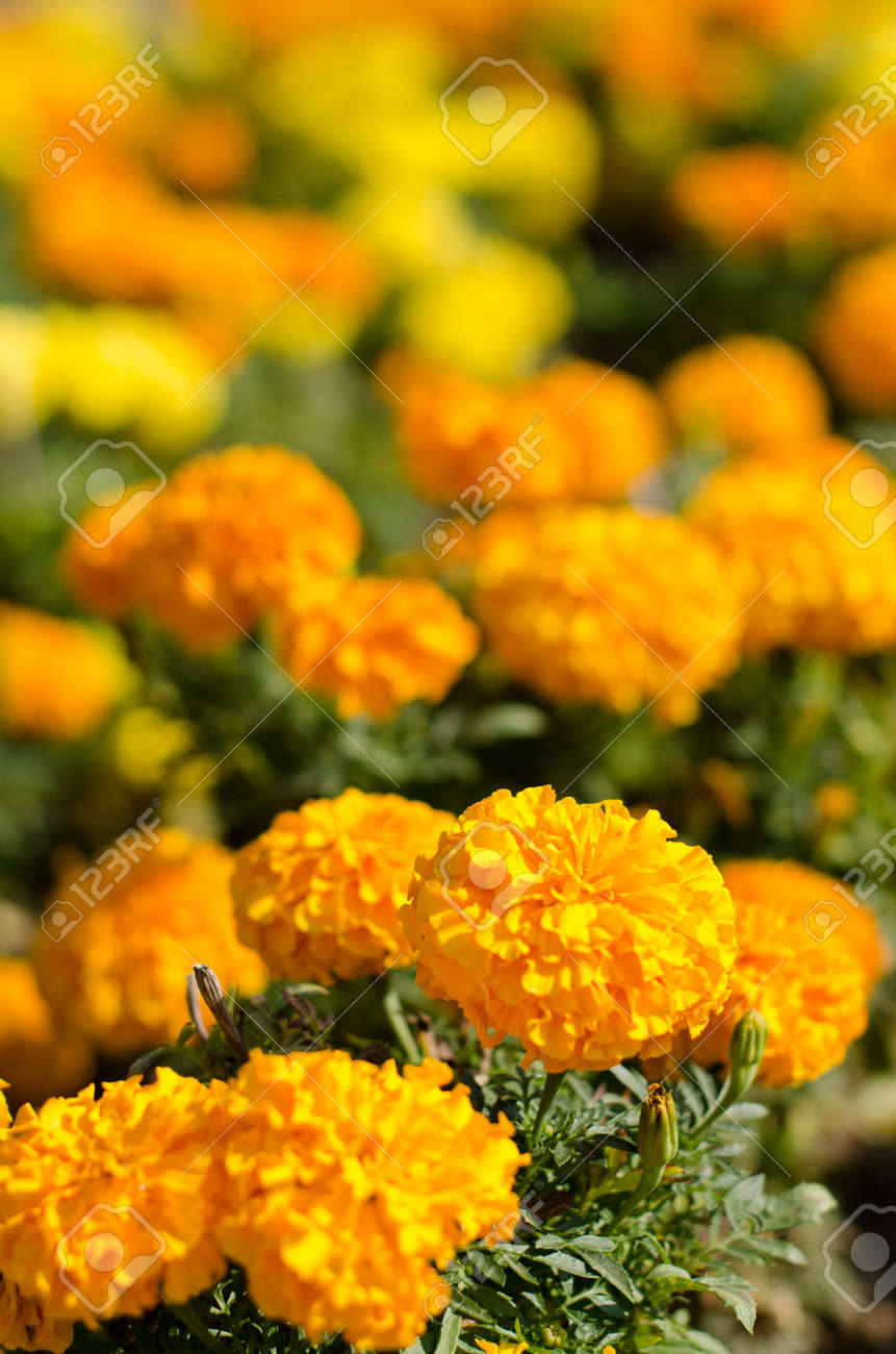 De Flor De Cempasúchil De Color Amarillo Y Naranja. Fotos, Retratos, Imágenes Y Fotografía De Archivo Libres De Derecho. Image 11159457. De Flor De Cempasúchil De Color Amarillo Y Naranja. Fotos, Retratos, Imágenes Y Fotografía De Archivo Libres De Derecho. Image 11159457.