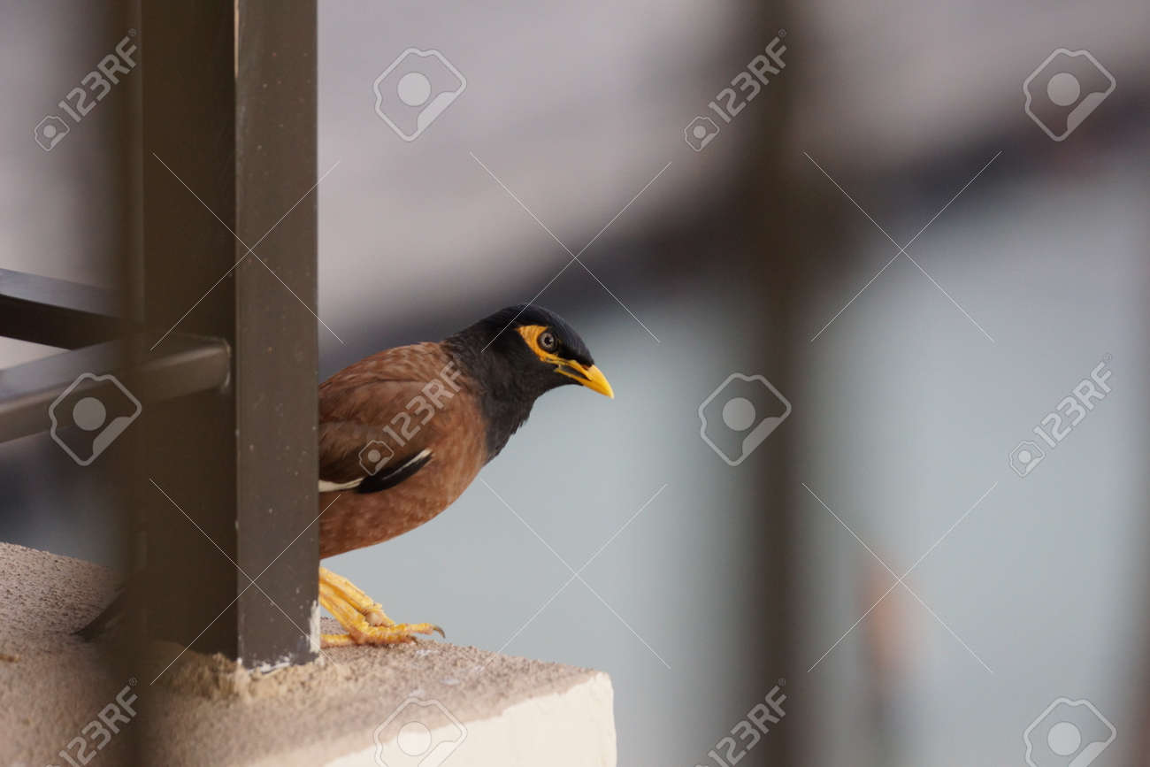 etiam-dictum-ipsum-a-felis