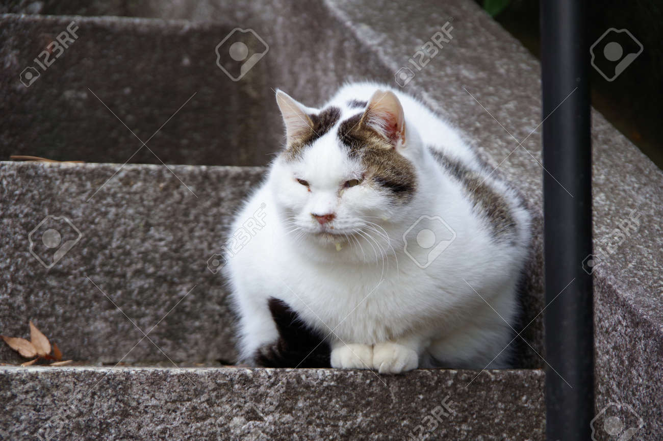 etiam-dictum-ipsum-a-felis