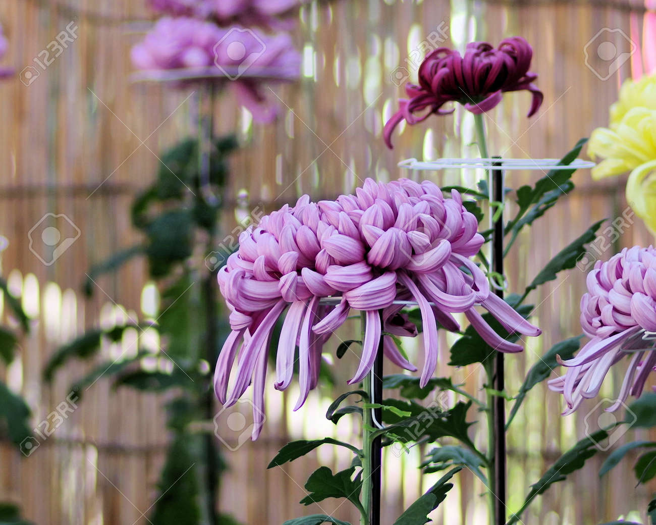 etiam-dictum-ipsum-a-felis