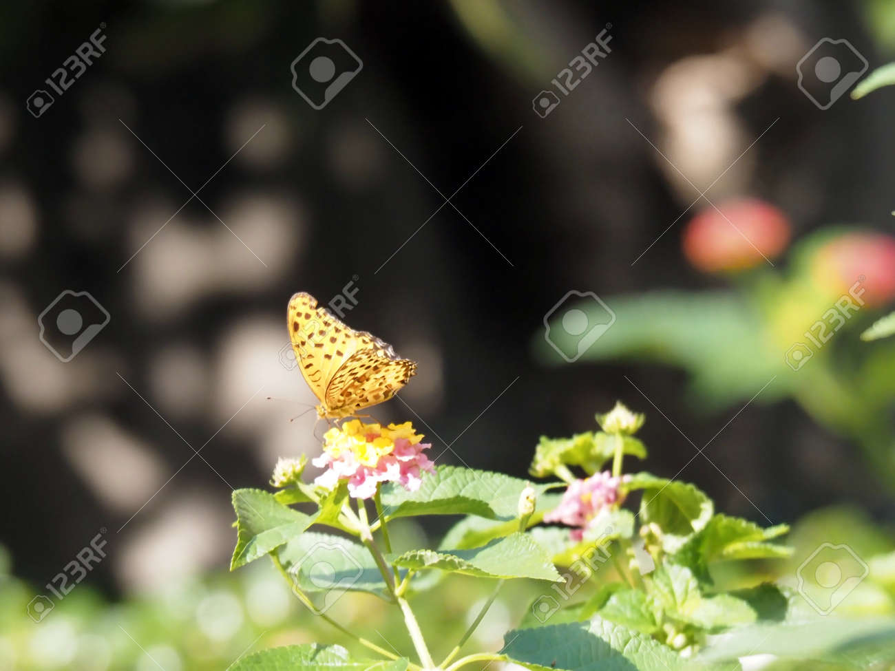 etiam-dictum-ipsum-a-felis