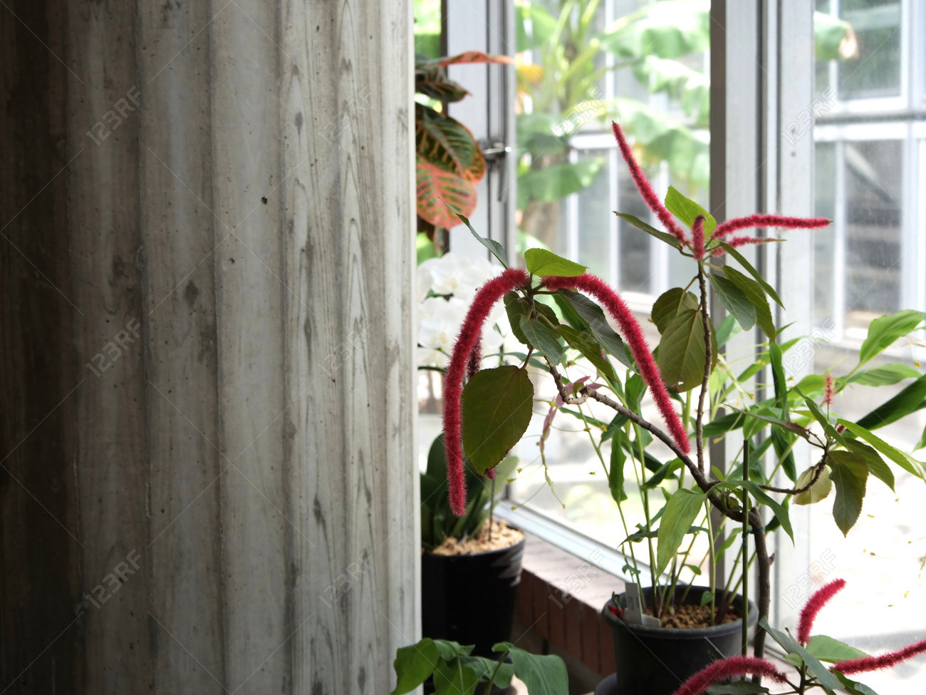 etiam-dictum-ipsum-a-felis