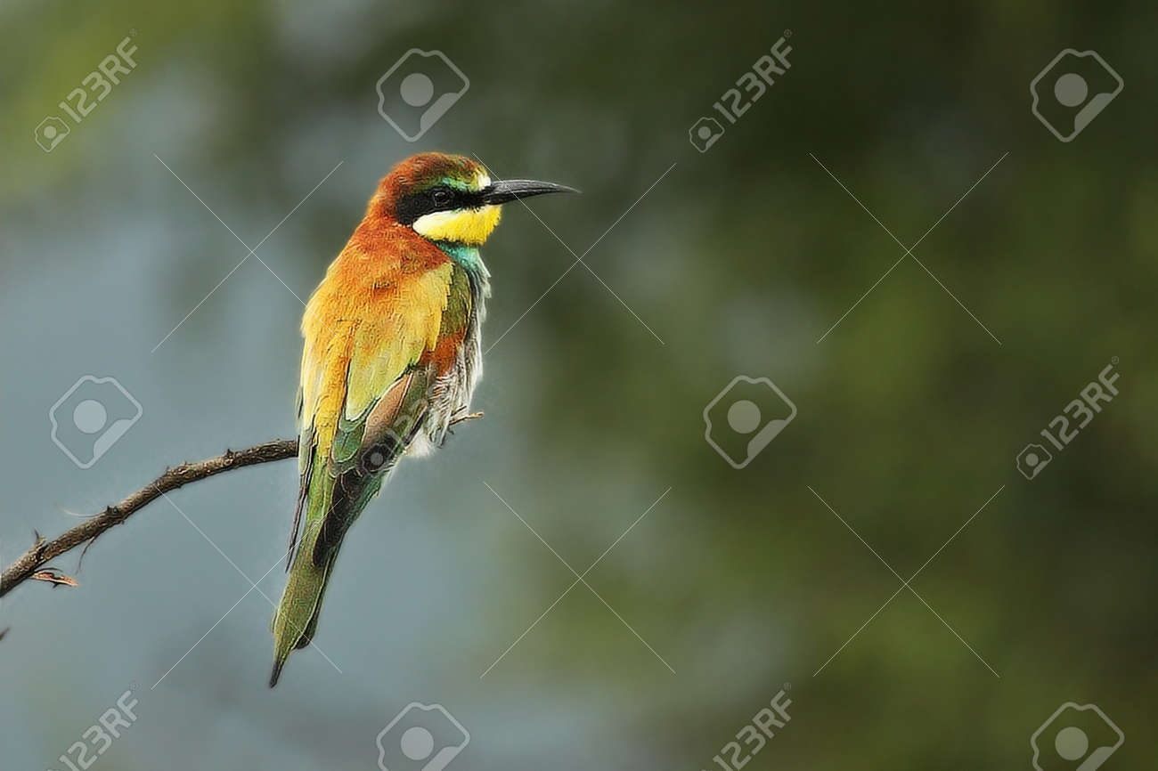 The European bee-eater (Merops apiaster) sitting in the rain on the branch. green background. - 135472016 The European bee-eater (Merops apiaster) sitting in the rain on the branch. green background. - 135472016