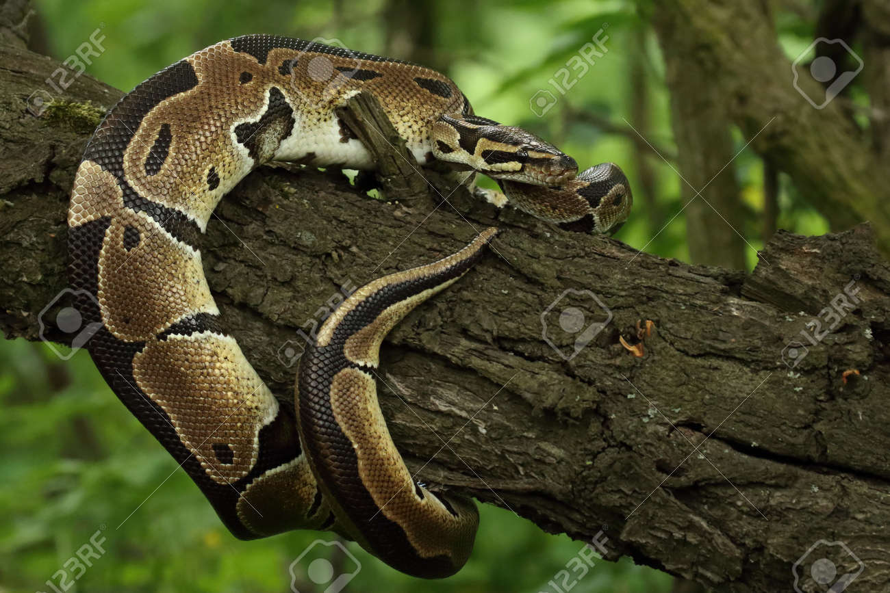 緑の森の古い枝にあるボールパイソン（Python Regius）は、ロイヤル