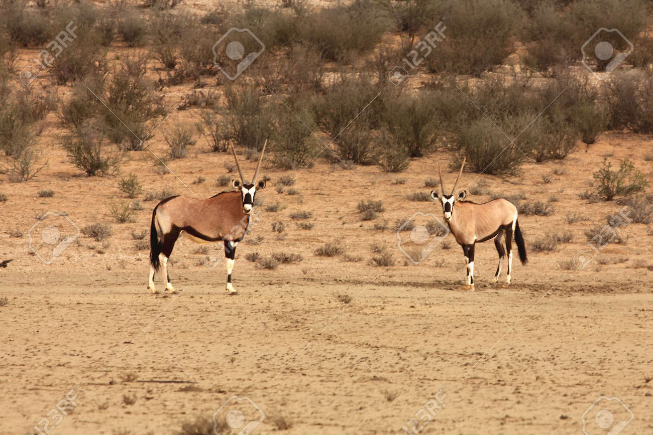 The Gemsbok or Gemsbuck Oryx Gazella in the Desert. Red Desert with Oryx in  the Foreground Stock Photo - Image of herbivore, gemsbuck: 177891056, image size:1300x867