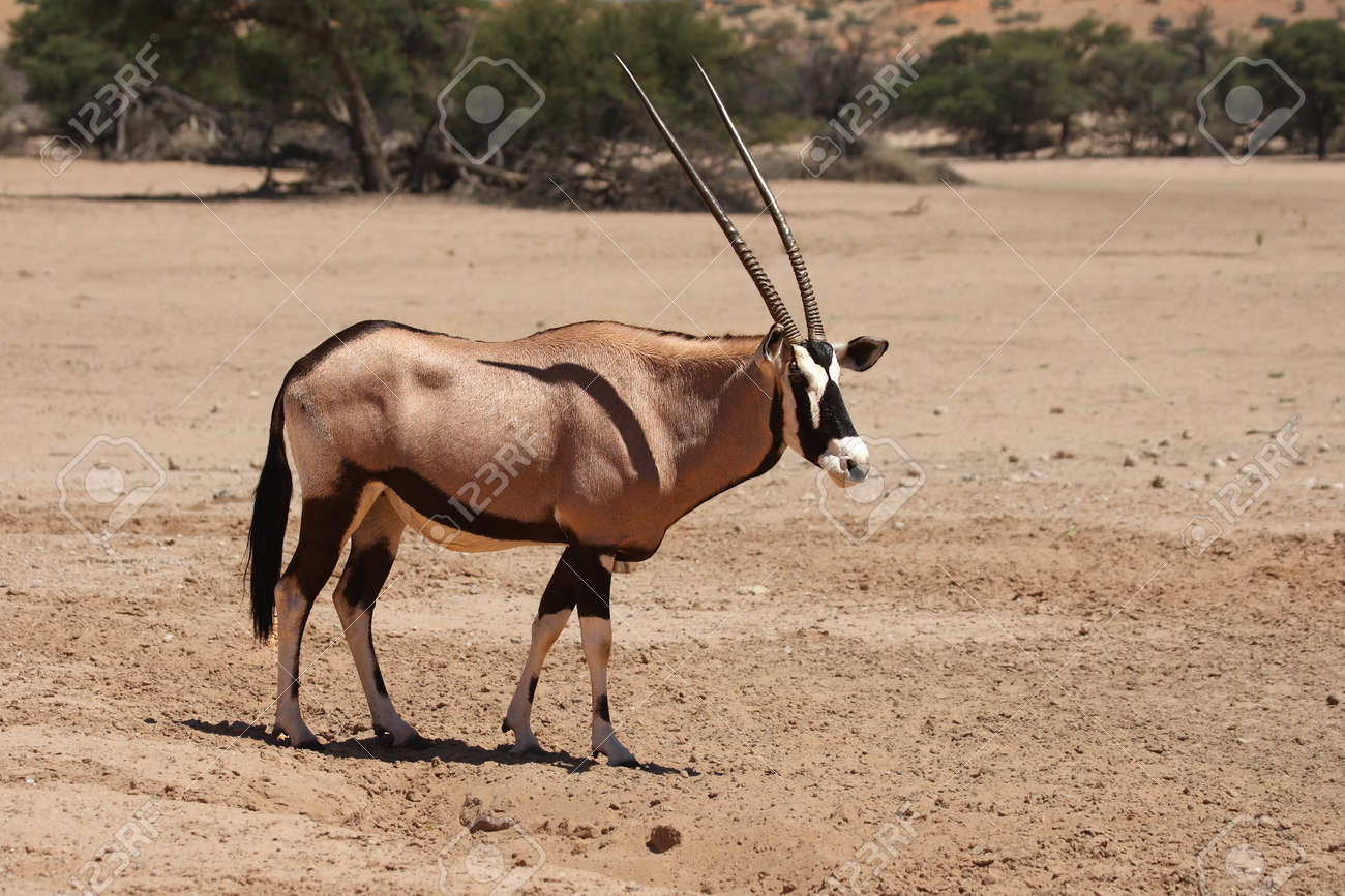 Gemsbuck Archives - Shoshone Adventures, image size:1300x867