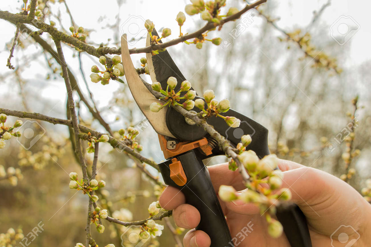 Spring gardening, work at the garden, pruning fruit trees. - 39321496 Spring gardening, work at the garden, pruning fruit trees. - 39321496
