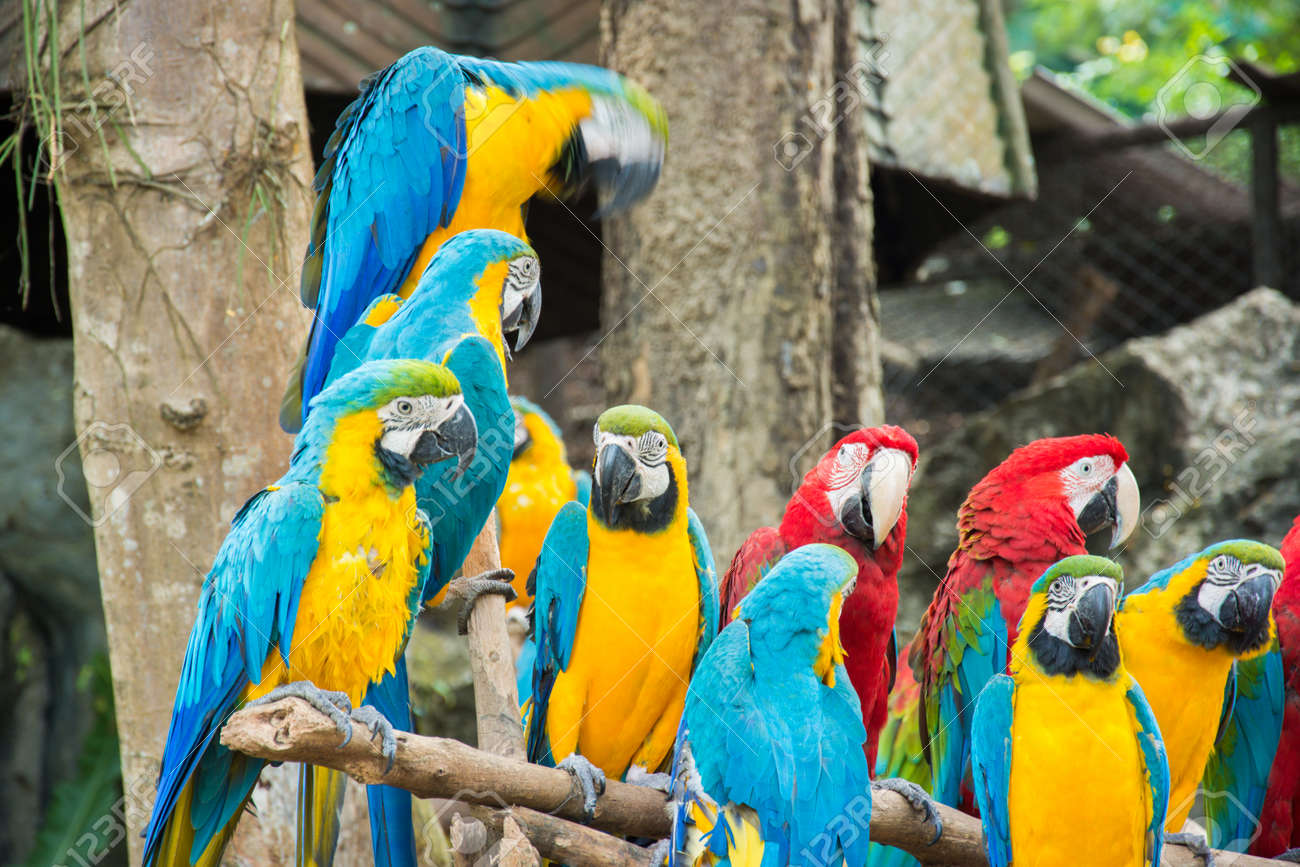 Macaw Bird Red Yellow Blue Animal Portrait Stock Photo Picture And Royalty Free Image Image