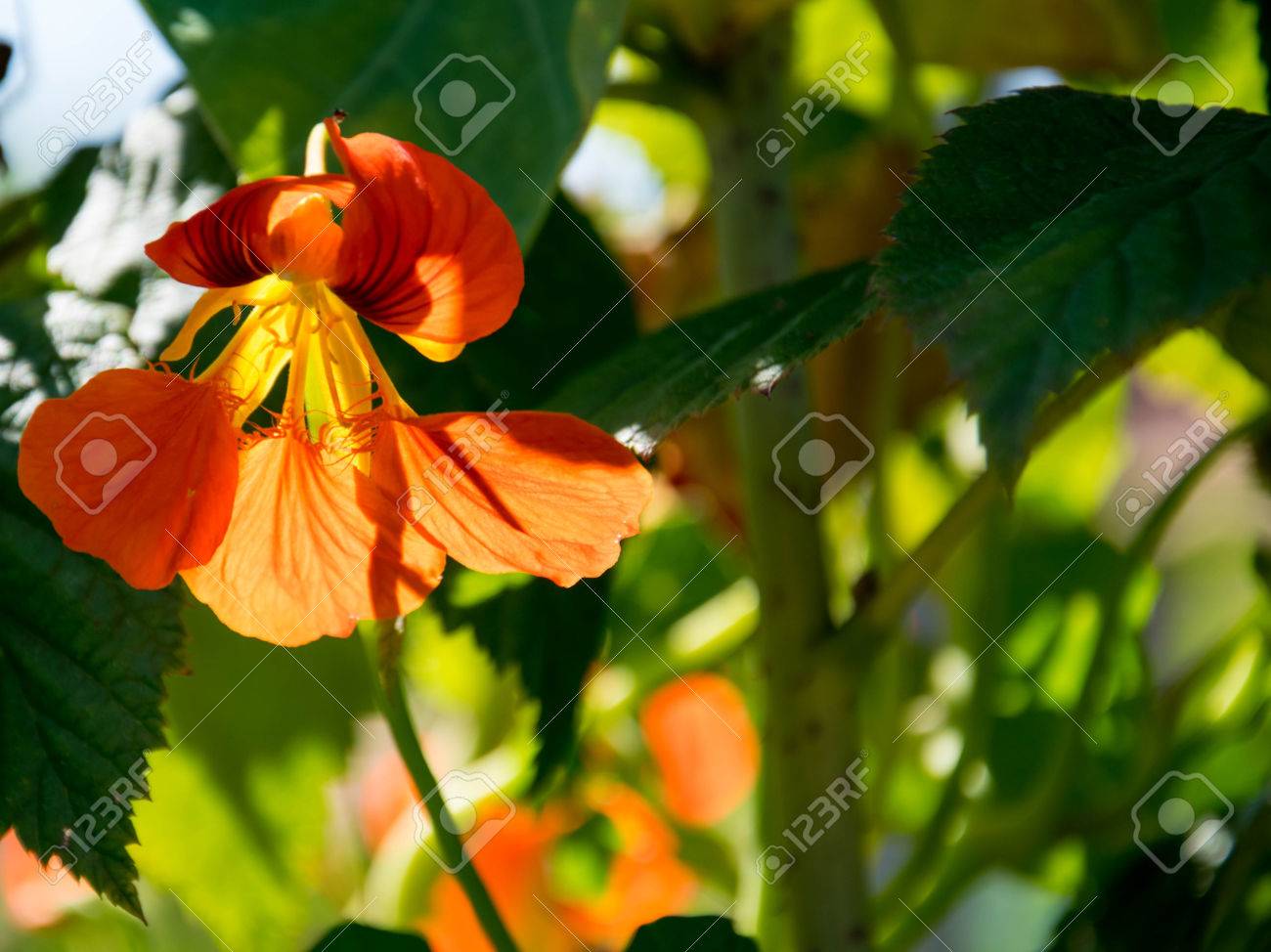 etiam-dictum-ipsum-a-felis