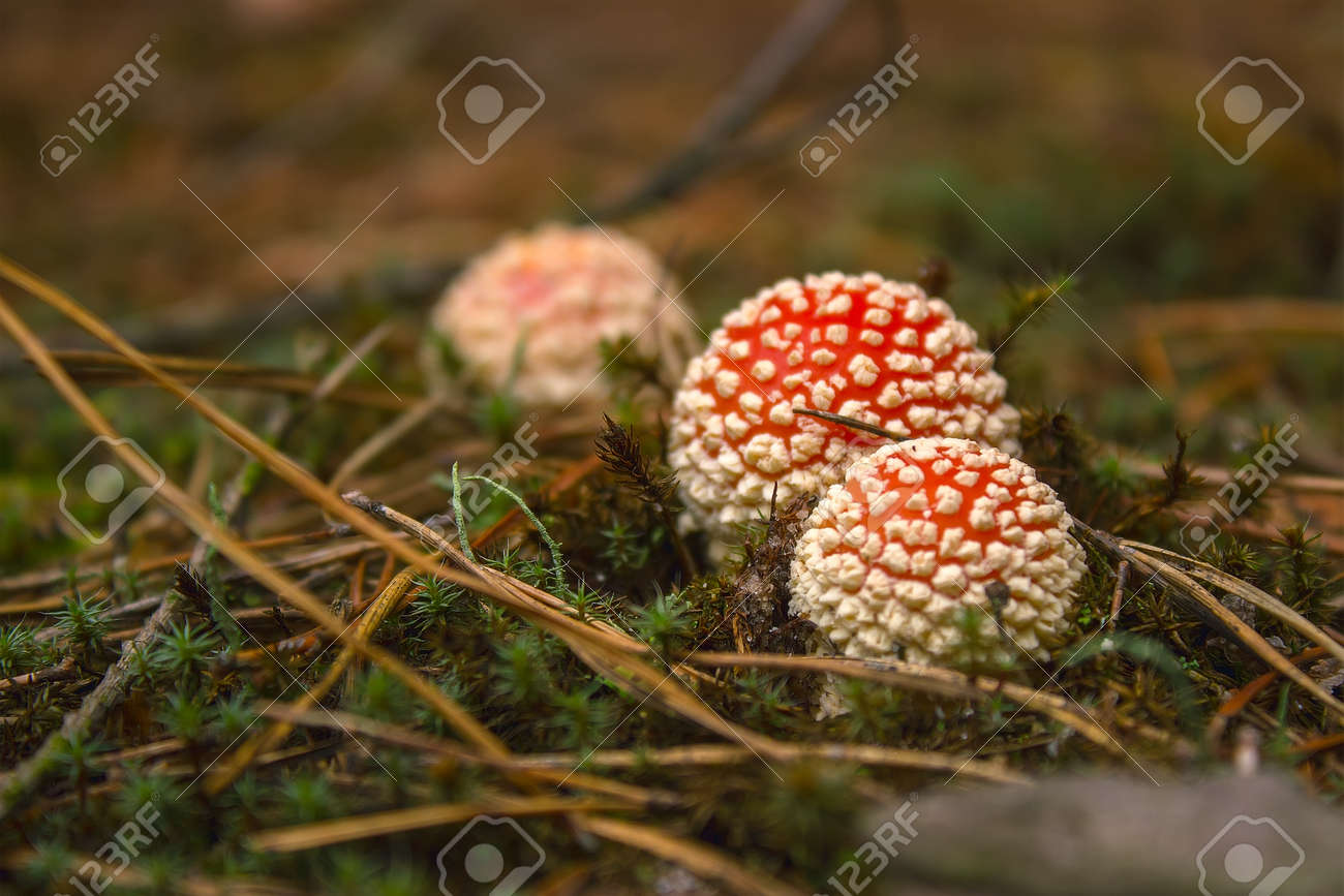 Immagini Stock Molti Funghi Di Agarico Di Mosca O Fungo Rosso Nell Erba Il Nome Latino E Amanita Muscaria Image 89129879