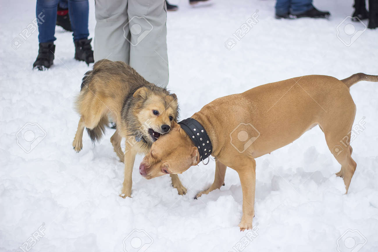 大型犬の鉱石は雪の中で互いに噛むこと 飼い主を見て の写真素材 画像素材 Image