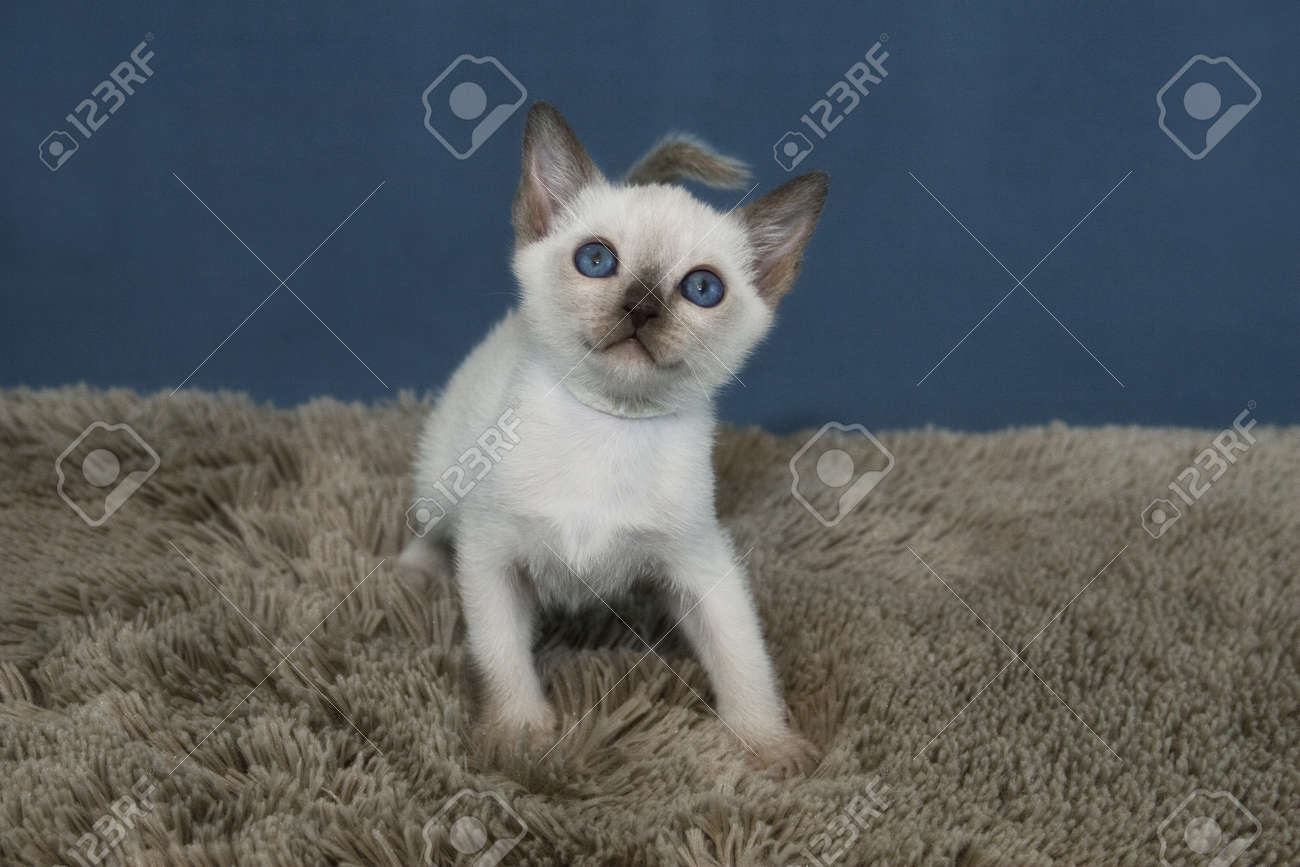 トンキニーズ子猫遊び水平で の写真素材・画像素材. Image 20323558.