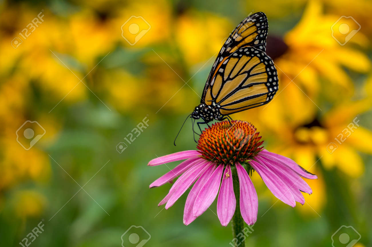 Monarch Butterfly On A Echinacea Purple Cone Flower With Yellow Stock Photo Picture And Royalty Free Image Image 43827203
