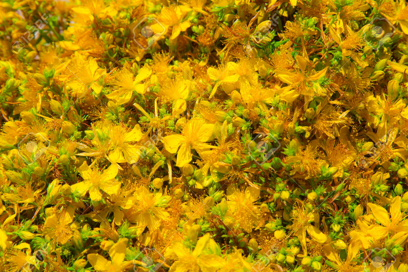 Fleur Jaune De Thé Frais De Montagne De St Johns Wort De Perforate Sauvage Hypericum Perforatum Sur Un Arrière Plan Flou