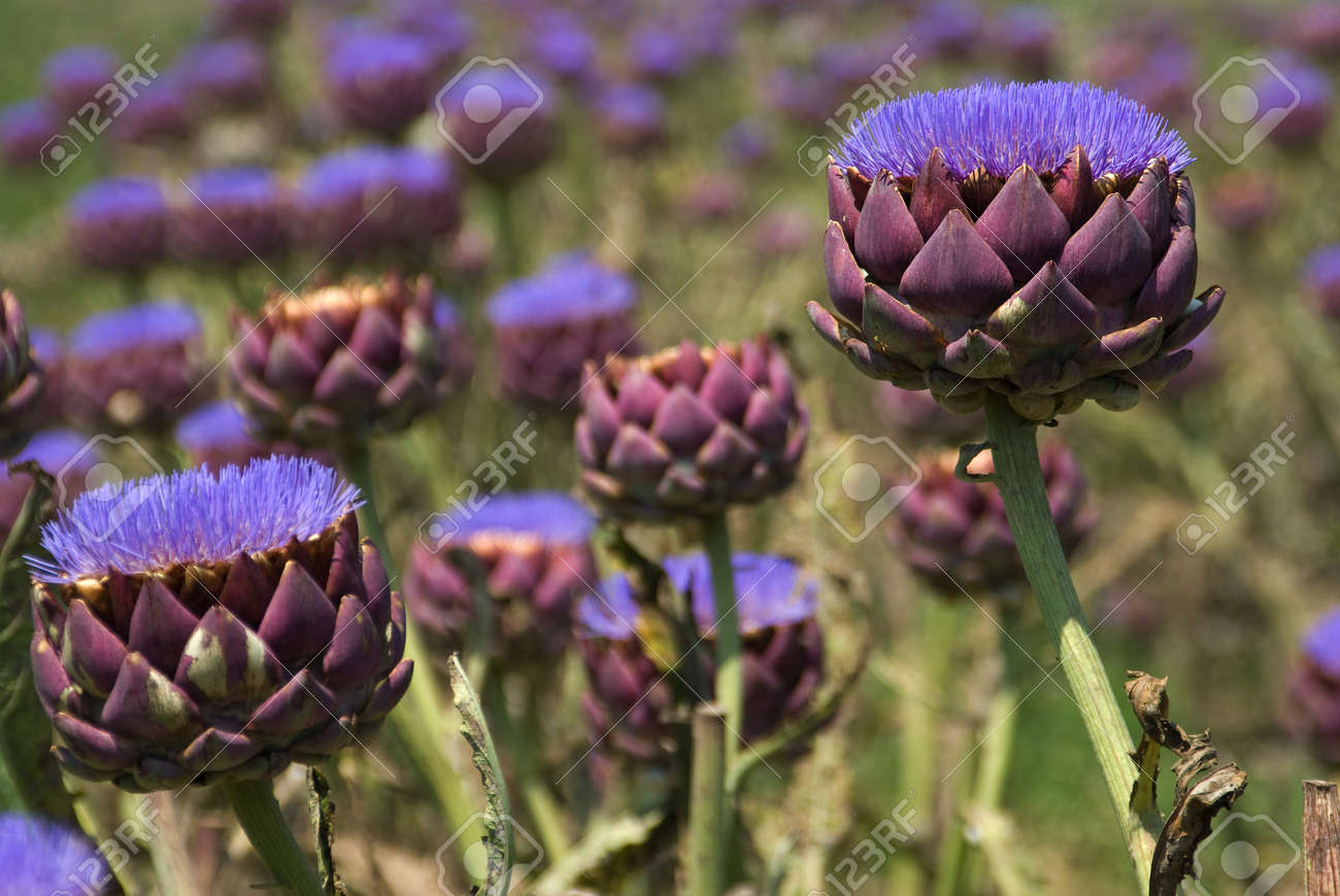 A field of artichokes grown for their flowers - 4353429 A field of artichokes grown for their flowers - 4353429