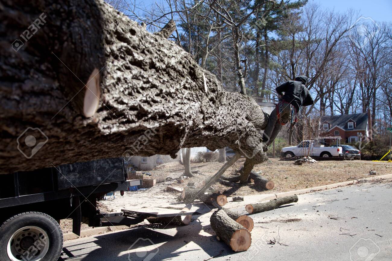 Man working on cutting uprooted tree blocking the road due to gusty wind - 26787987 Man working on cutting uprooted tree blocking the road due to gusty wind - 26787987