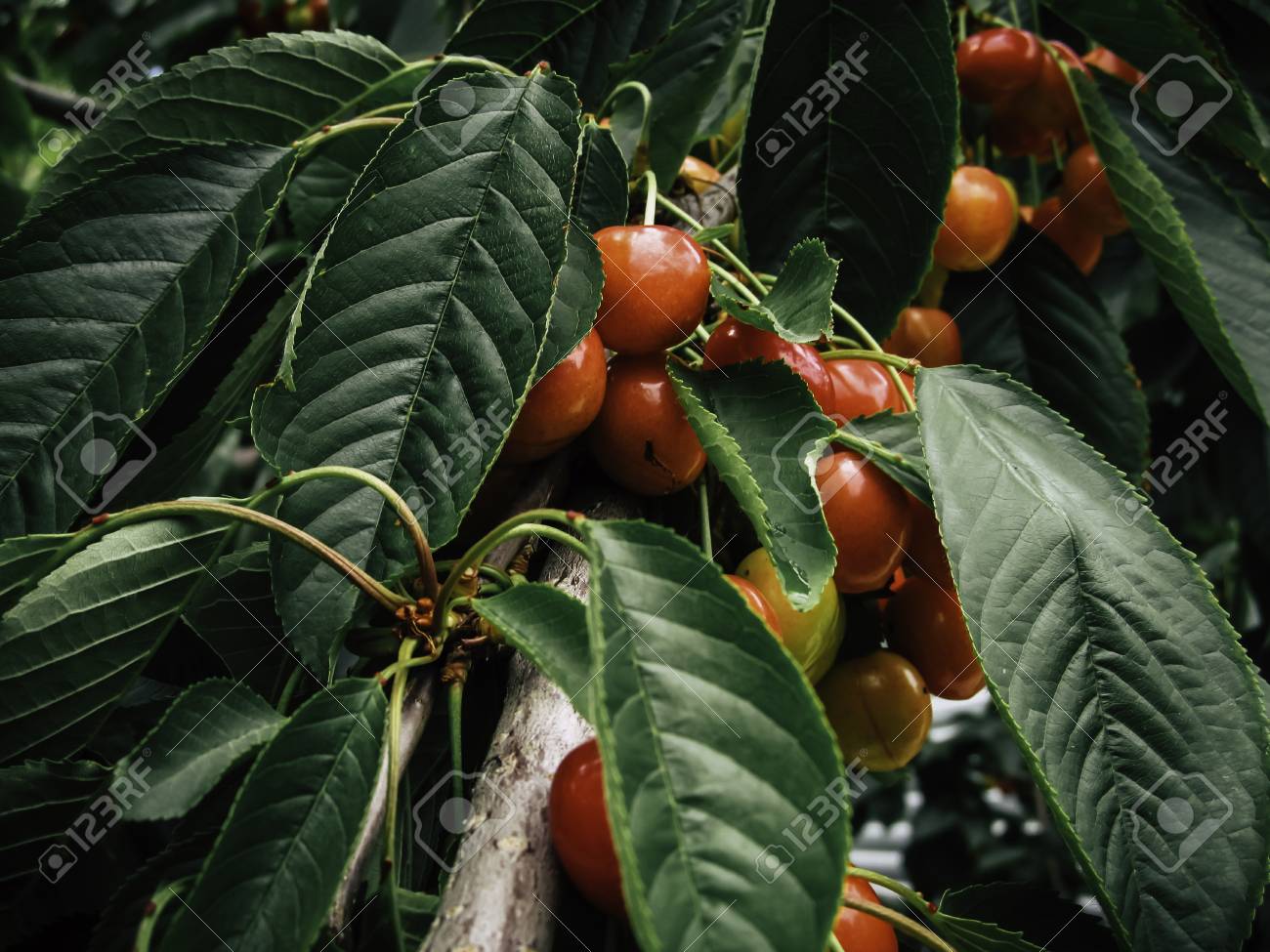 etiam-dictum-ipsum-a-felis