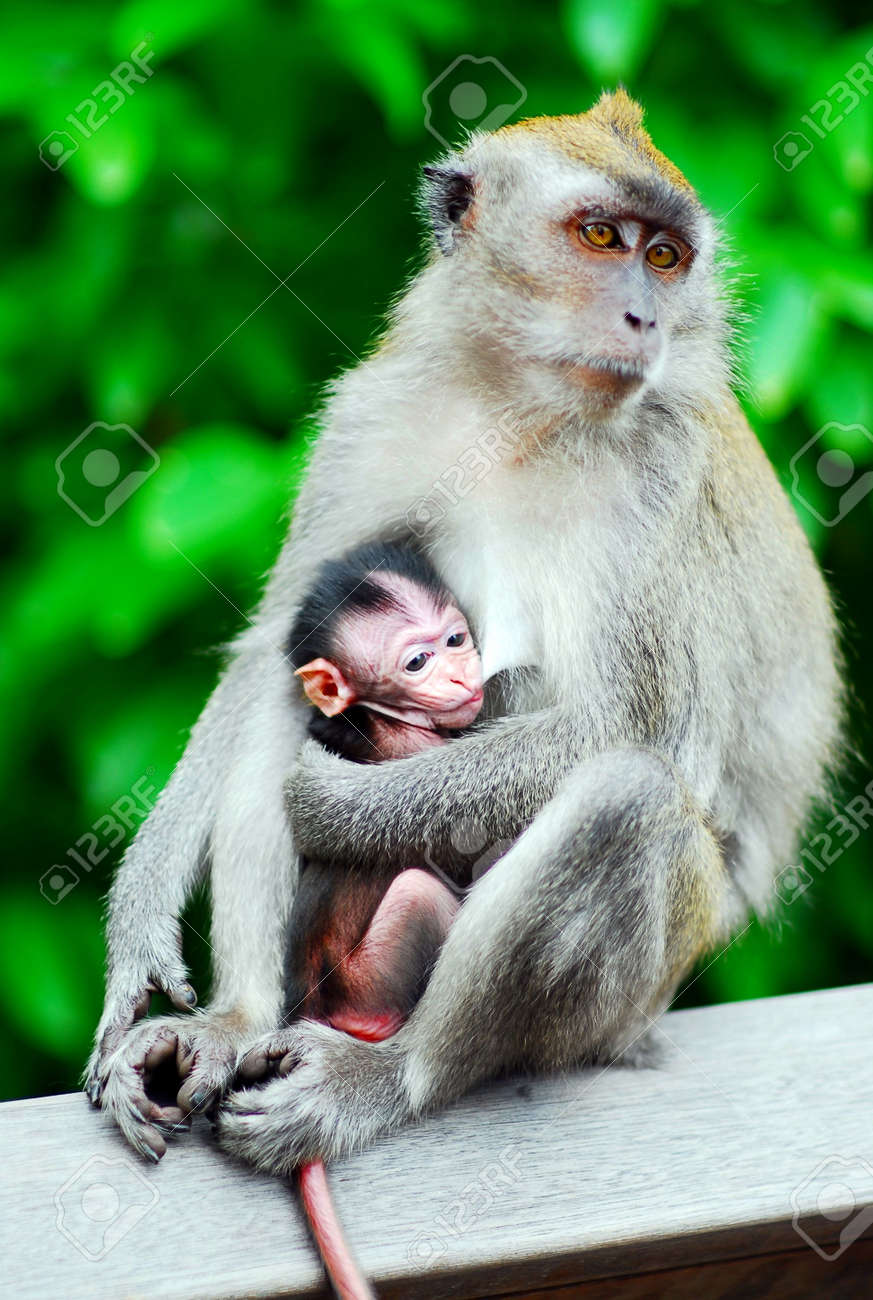 Baby Monkey With Mother Unconditionally Mother S Love Stock Photo Picture And Royalty Free Image Image Baby Monkey With Mother Unconditionally Mother S Love Stock Photo Picture And Royalty Free Image Image