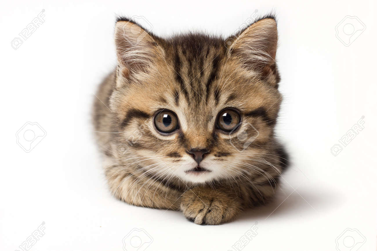 Young Cat Make Big Eyes And Looks In Front Closeup Young Cat Looking Surprised And Scared Emotional Surprised Wide Big Eye Kitten At Home Isolated Stock Photo Picture And Royalty Free Image