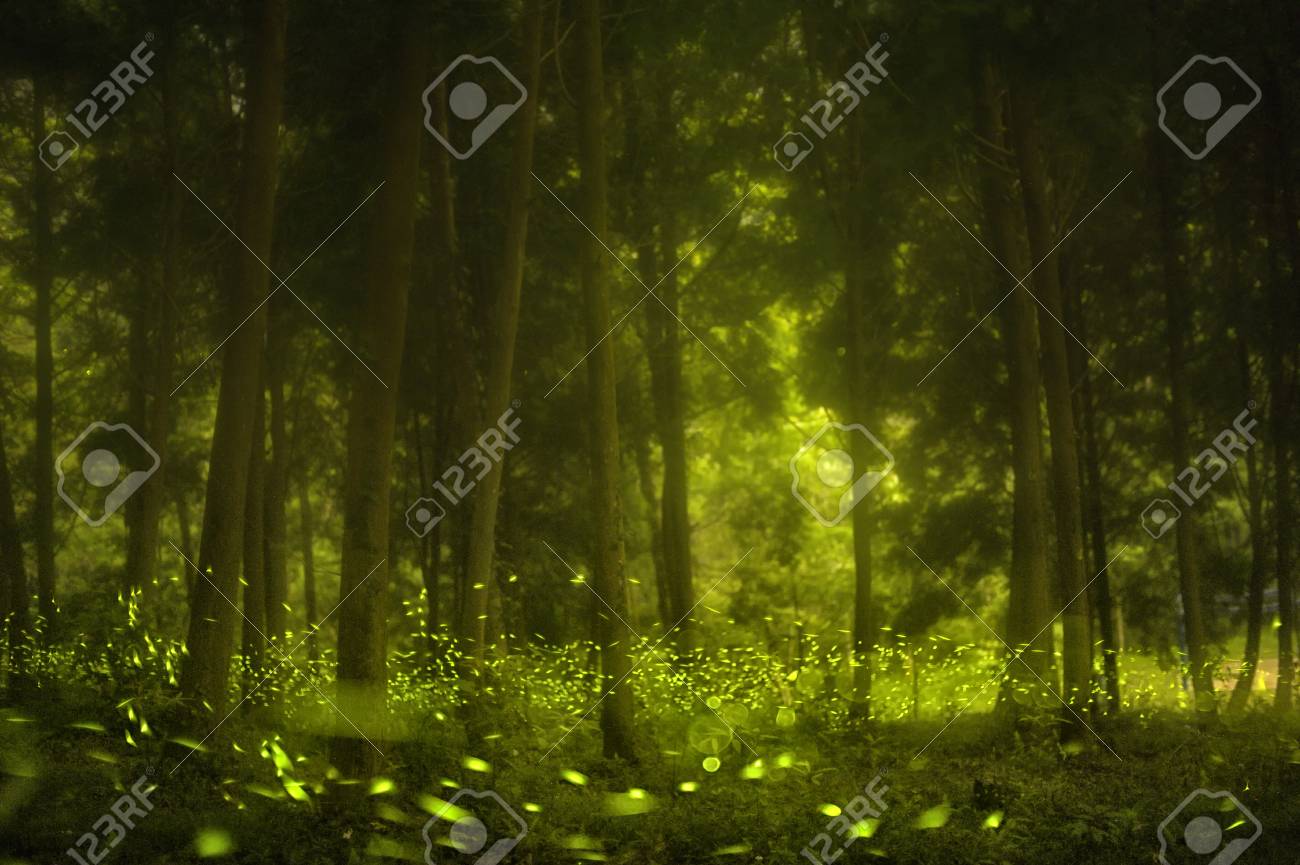 pics Summer Pictures Of Fireflies 123rf