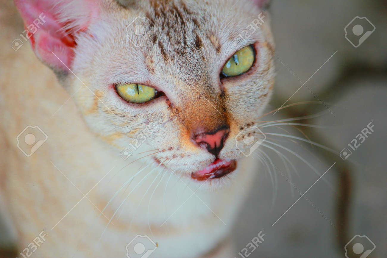 etiam-dictum-ipsum-a-felis