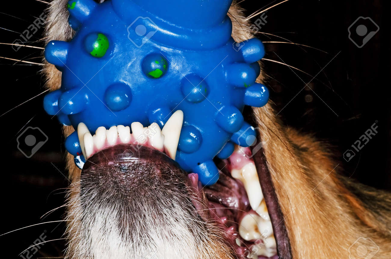 プラスチックの骨に噛み付く犬 の写真素材 画像素材 Image