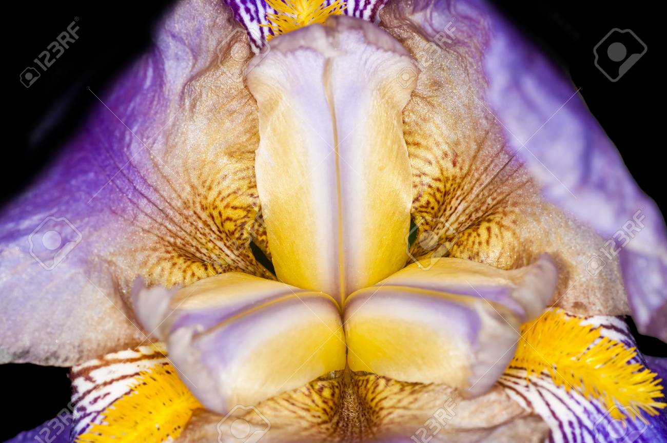 etiam-dictum-ipsum-a-felis