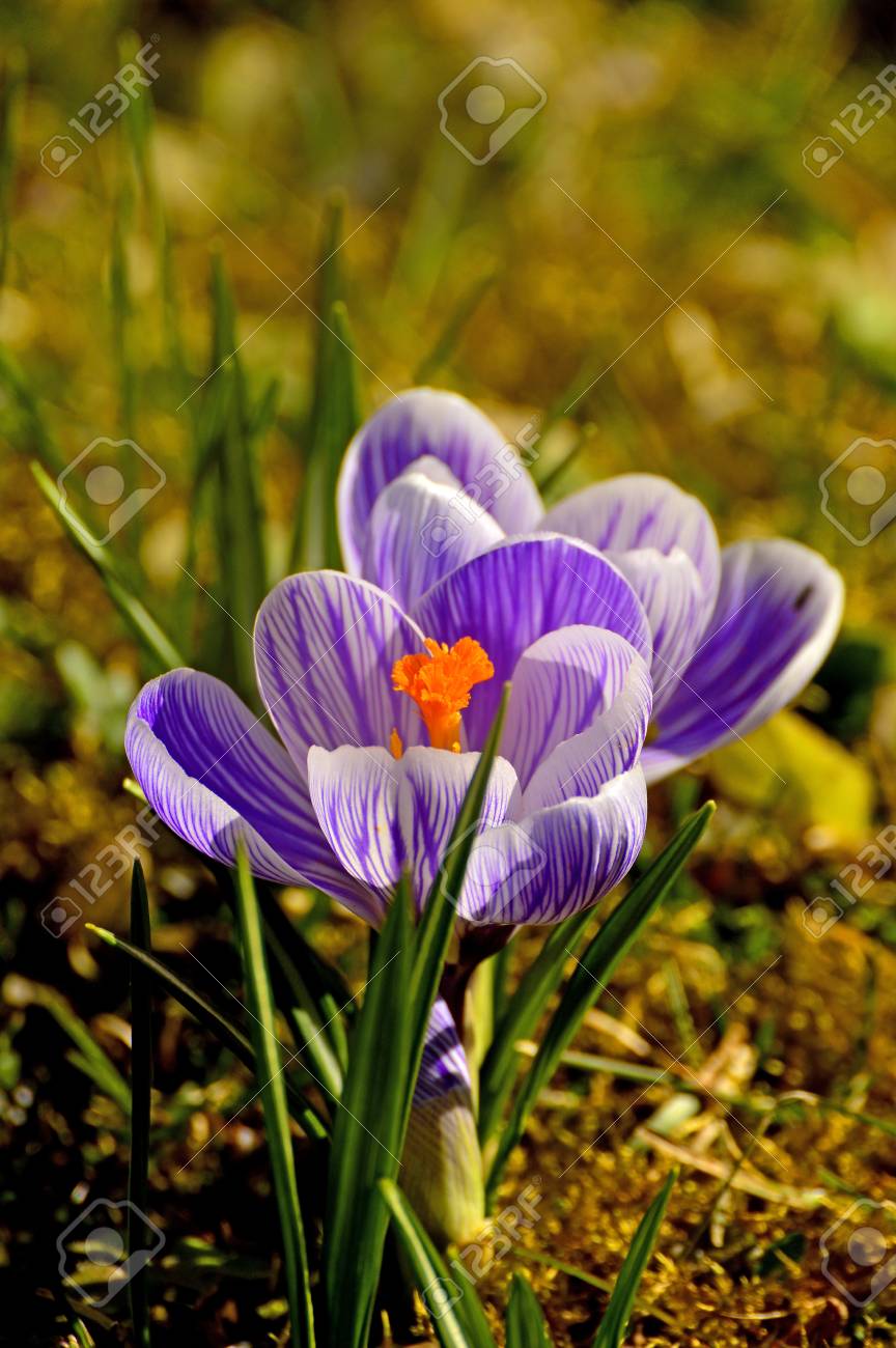ドイツのクロッカス 春の花 の写真素材 画像素材 Image