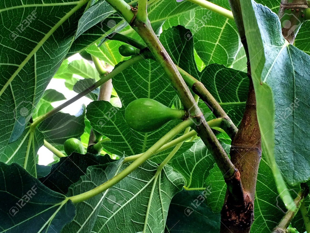 etiam-dictum-ipsum-a-felis