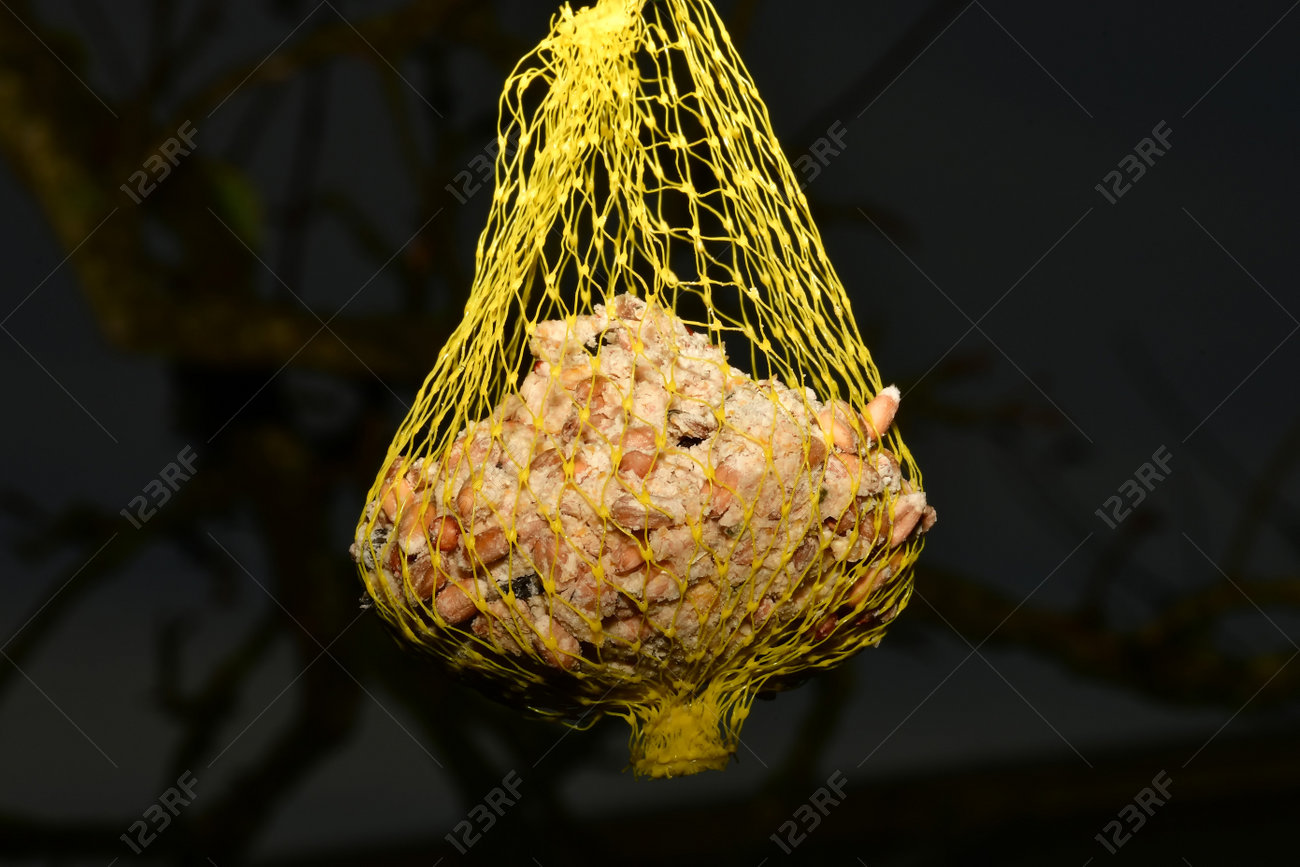 etiam-dictum-ipsum-a-felis