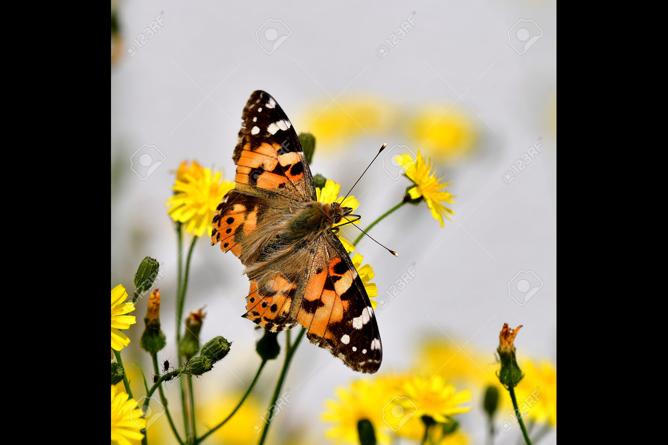 etiam-dictum-ipsum-a-felis