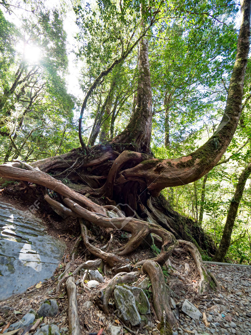 etiam-dictum-ipsum-a-felis