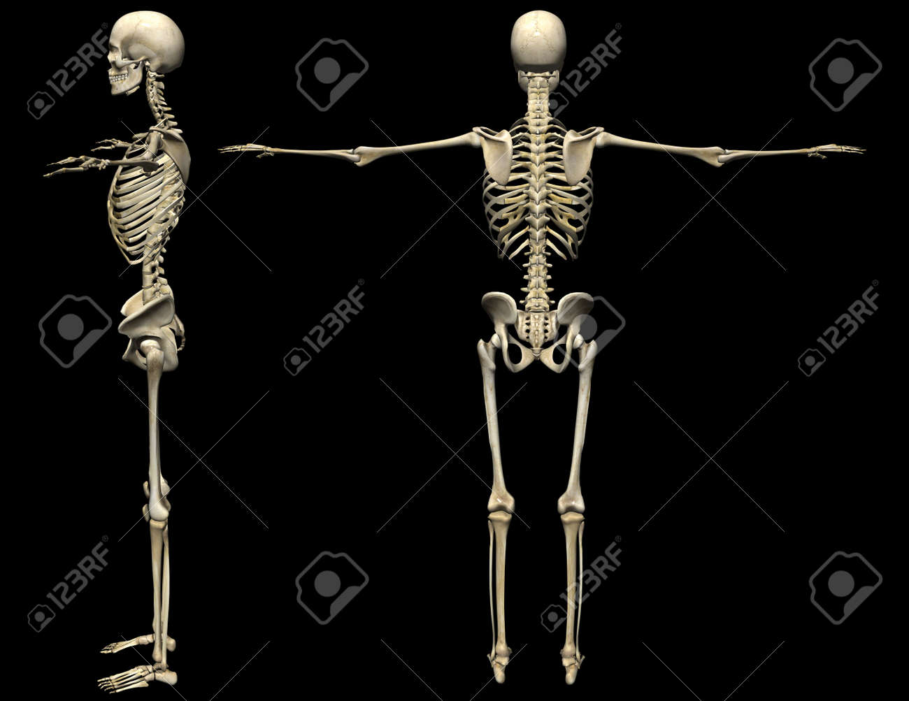 3d human skeleton medical illustration stock photo picture and