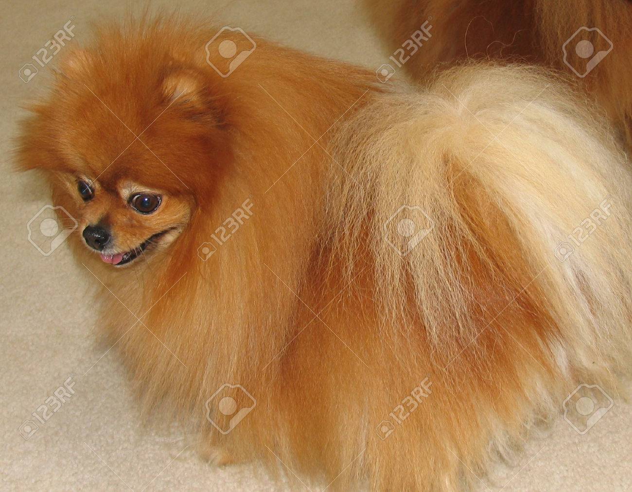 full pomeranian