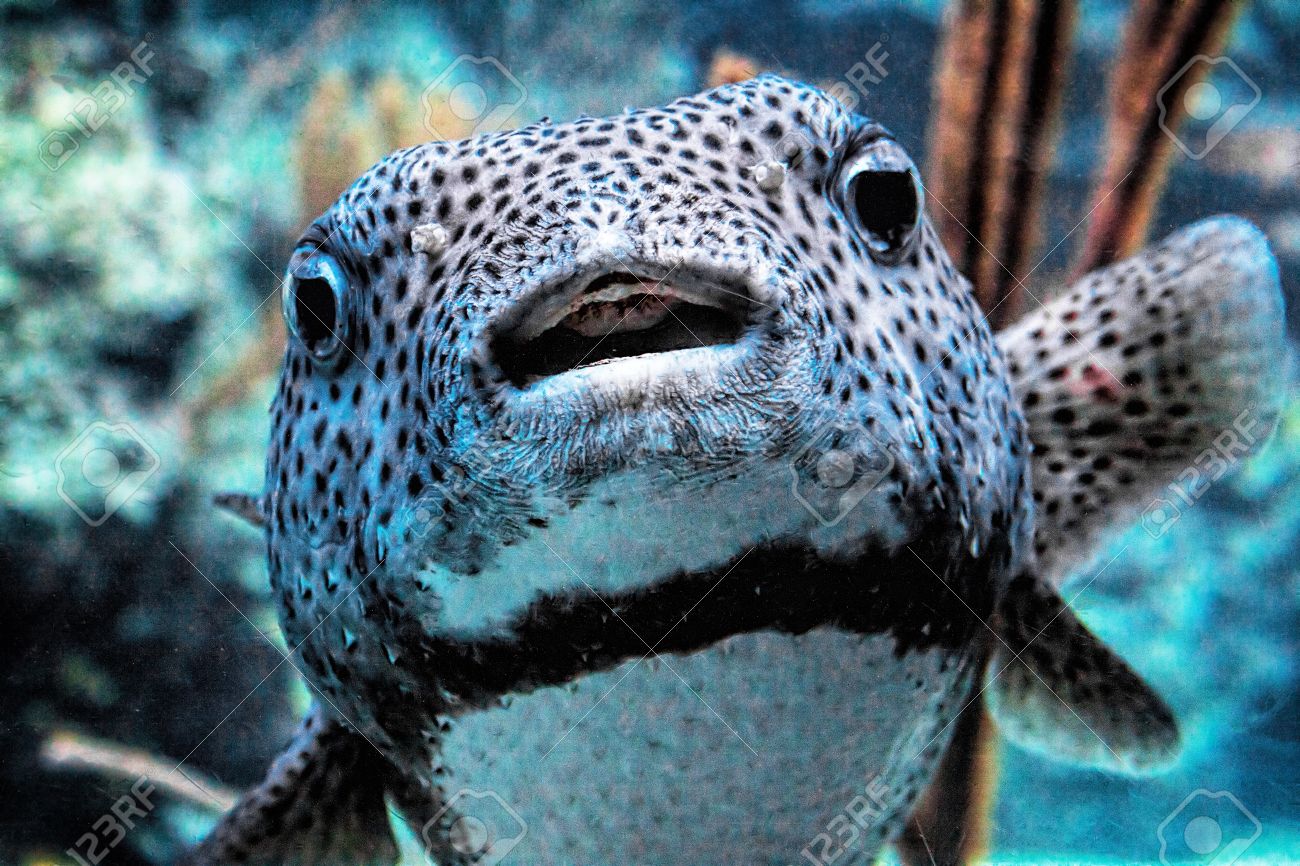 海水フグ パフ ふぐ フグ ふぐ ヤマアラシ魚のクローズ アップ の写真素材 画像素材 Image