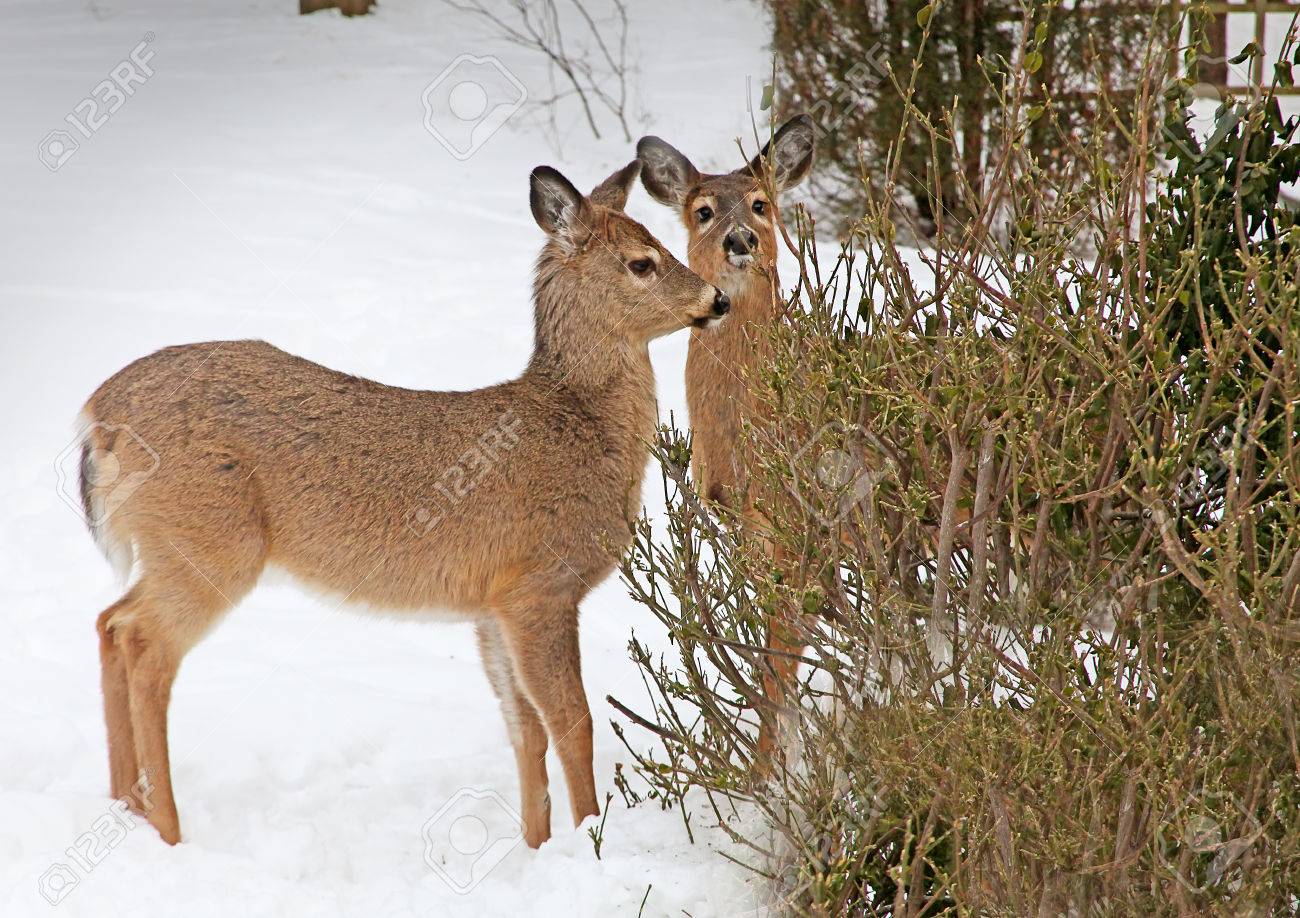 whitetail coat