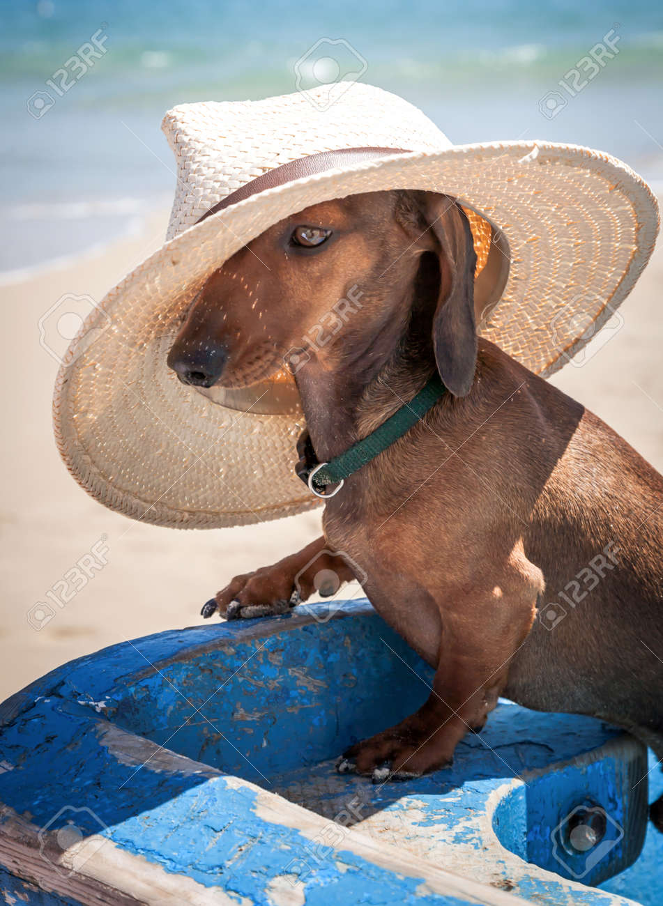 dog beach hat