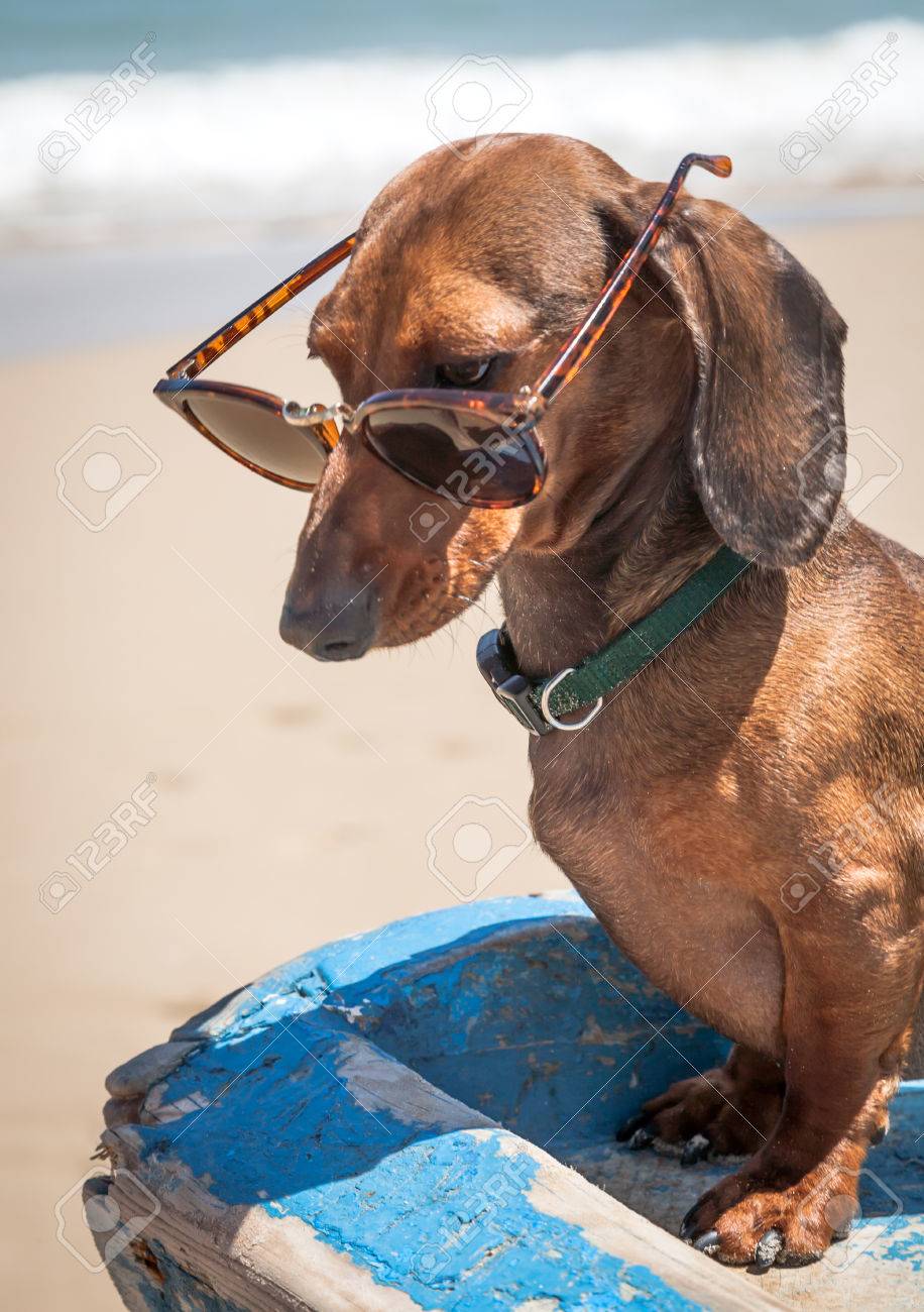 dachshund sunglasses