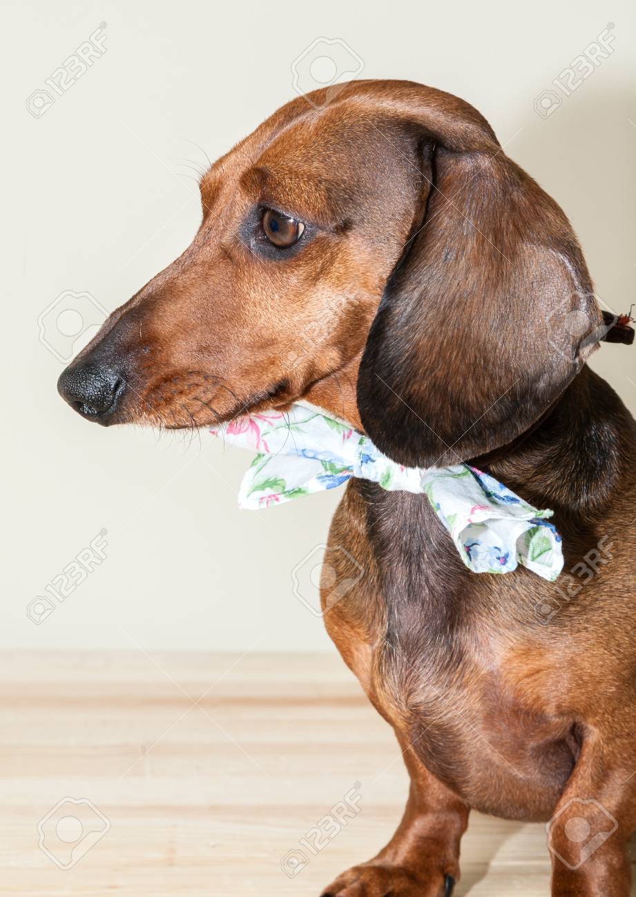 赤のダックスフント犬サングラスや木製のテーブルの上の蝶ネクタイ ハンカチで眼鏡や蝶ネクタイ スカーフ太陽と赤いダックスフント犬 の写真素材 画像素材 Image