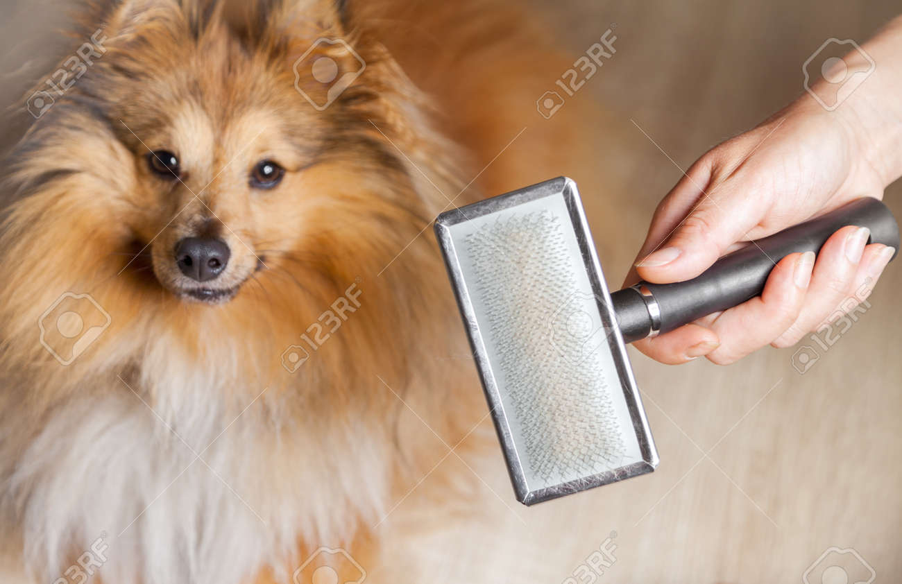 sheltie brush