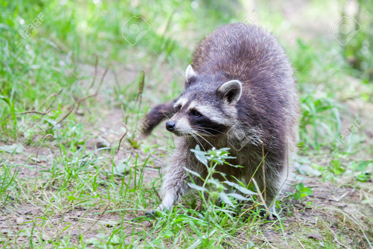 portrait of a racoon in a nature scene stock photo picture and