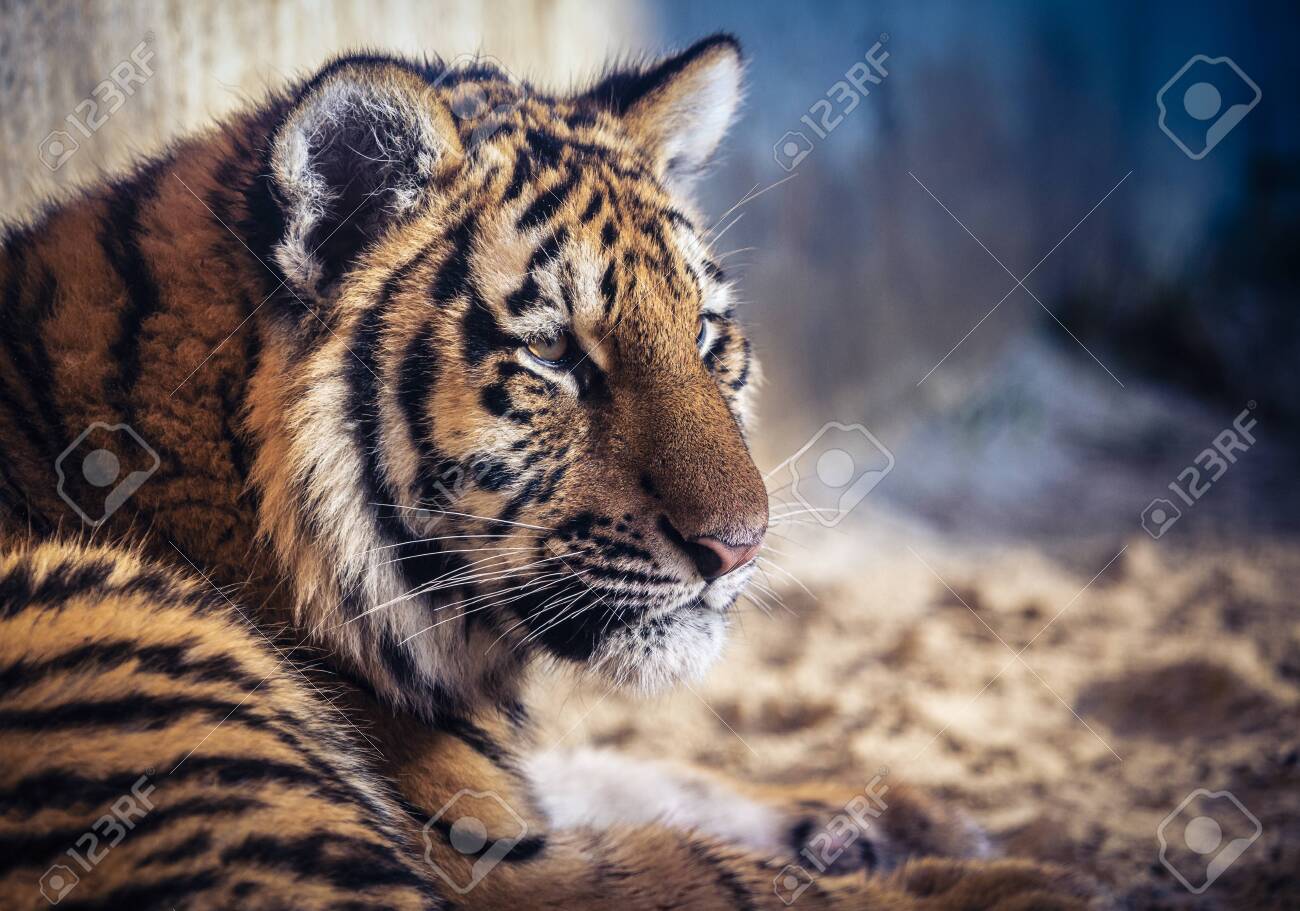 etiam-dictum-ipsum-a-felis