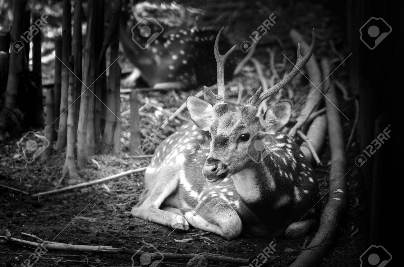 Deer in nature black and white photo
