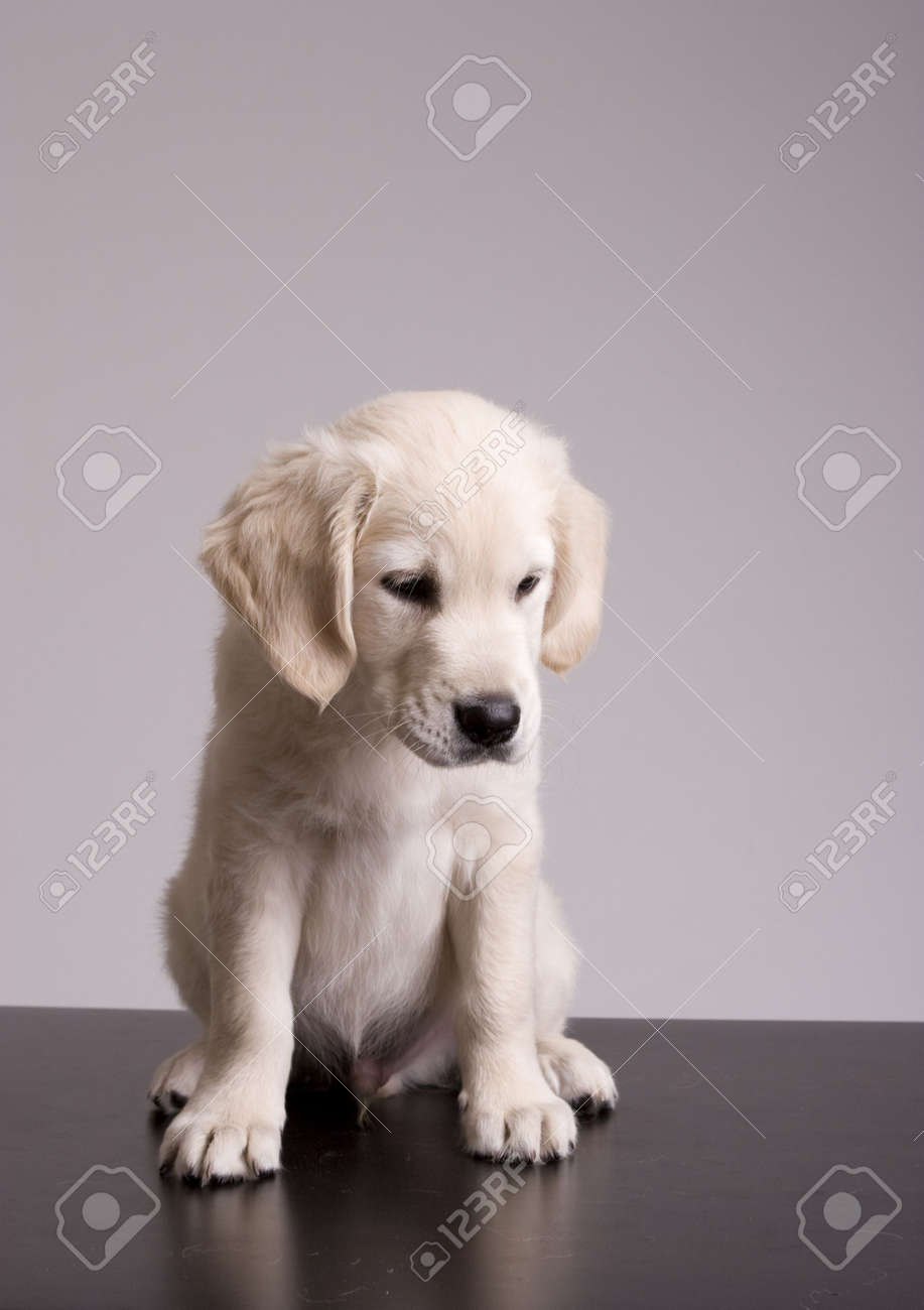 Baby Golden Retriever Portrait Isolated Over Gray Background Stock Photo Picture And Royalty Free Image Image Baby Golden Retriever Portrait Isolated Over Gray Background Stock Photo Picture And Royalty Free Image Image