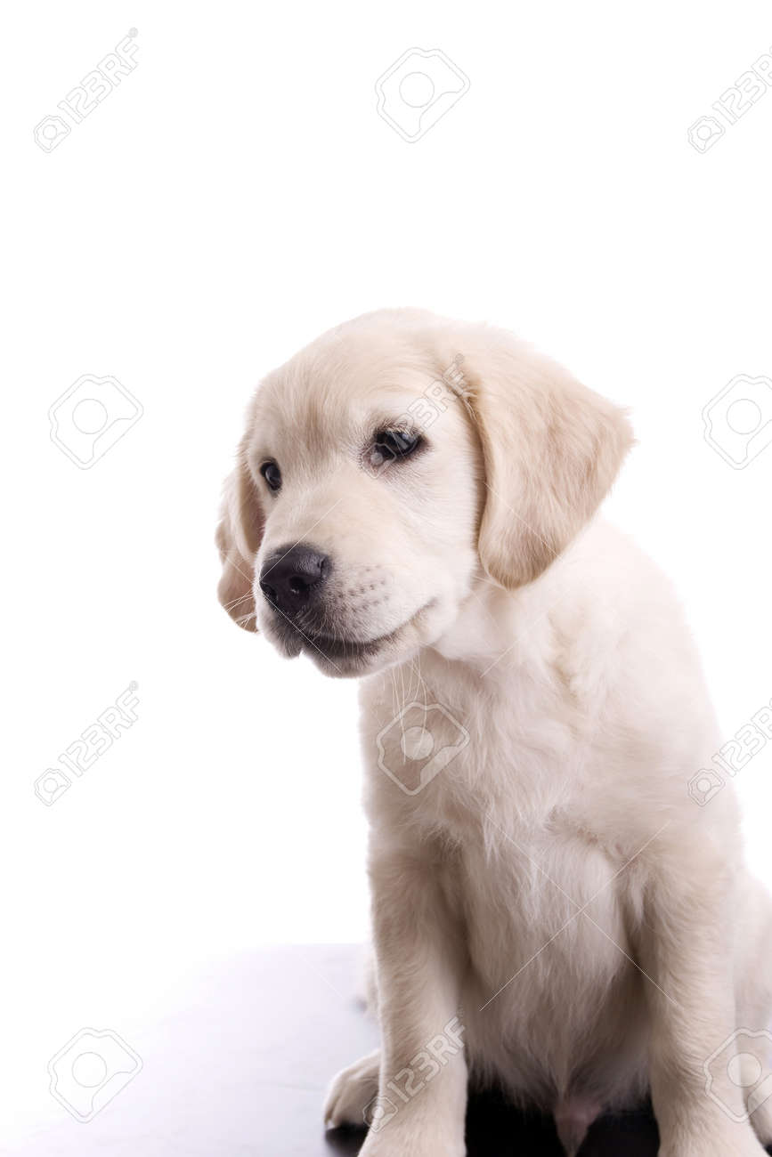 Baby Golden Retriever Portrait Isolated Over White Background Stock Photo Picture And Royalty Free Image Image Baby Golden Retriever Portrait Isolated Over White Background Stock Photo Picture And Royalty Free Image Image