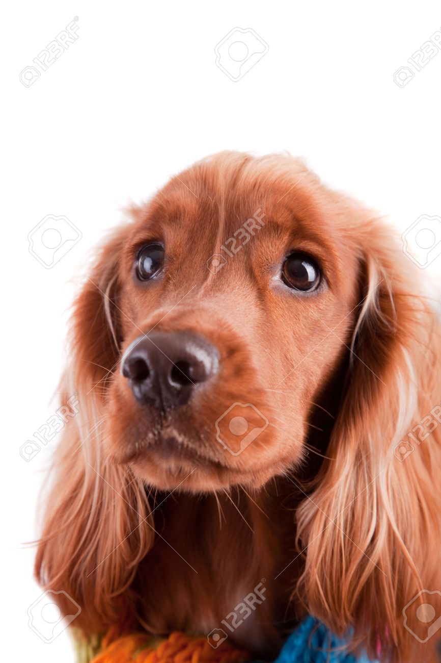 Baby Cocker Spaniel Isolated Over White Background Stock Photo Picture And Royalty Free Image Image